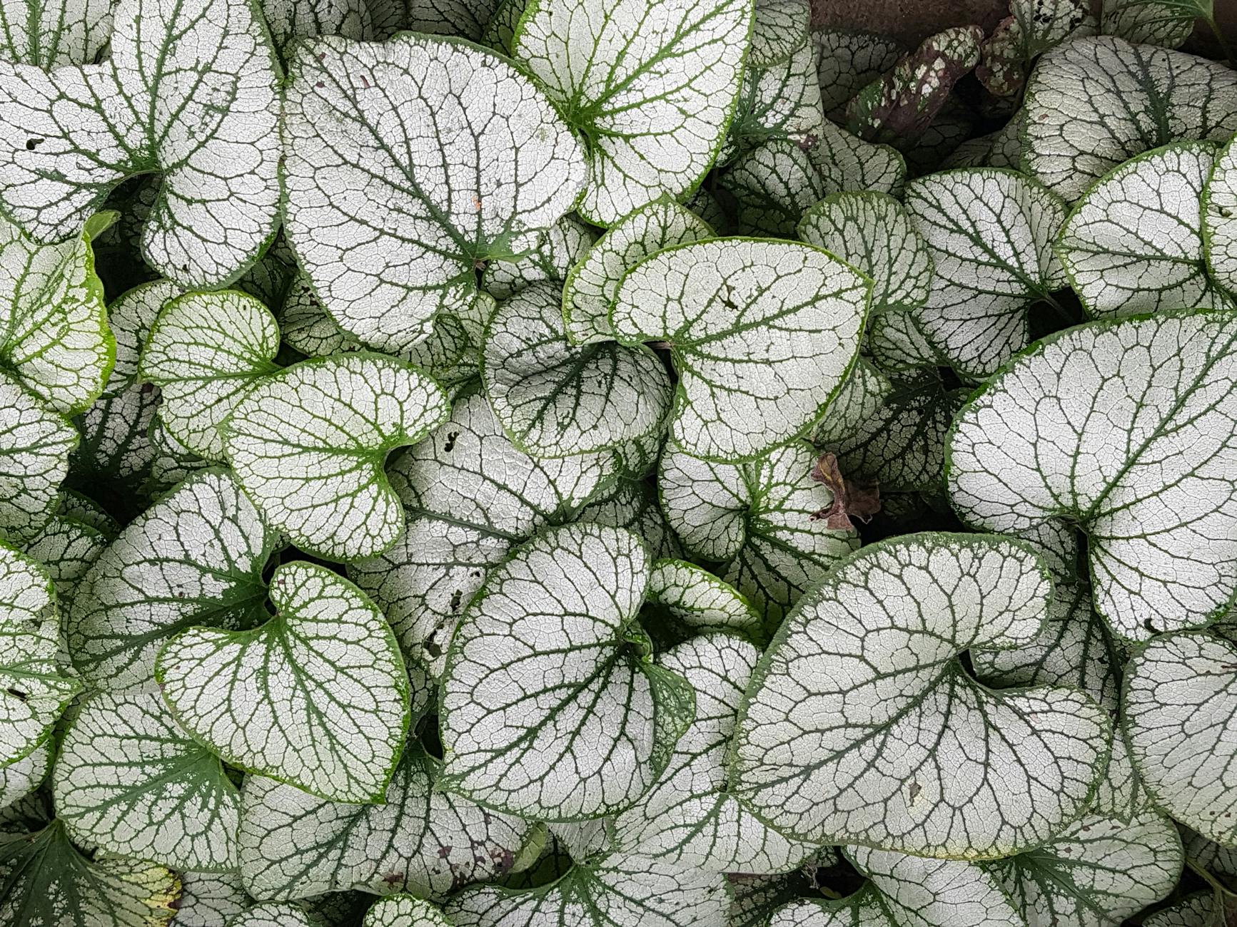 Bodendecker Schatten Detailansicht: Bodendecker Schatten