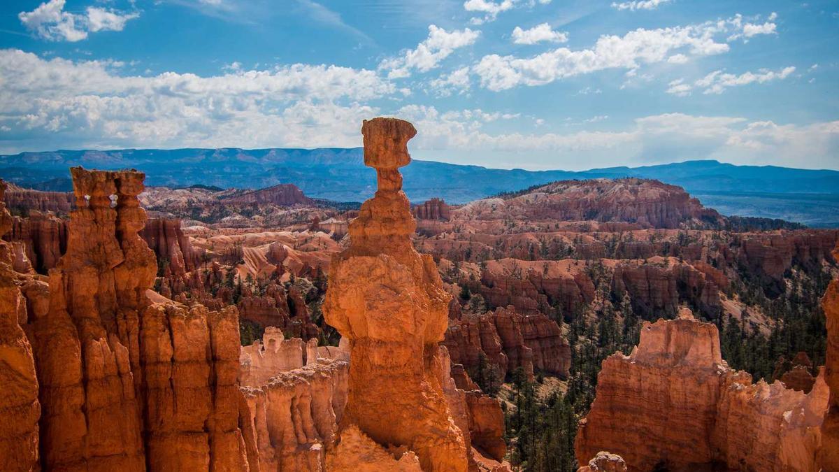 Illustration zu Buckelwal Ostsee