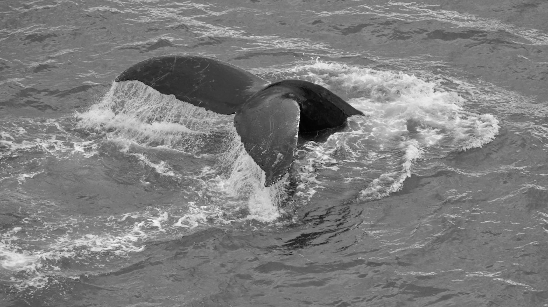 Symbolbild zum Thema Buckelwal Ostsee