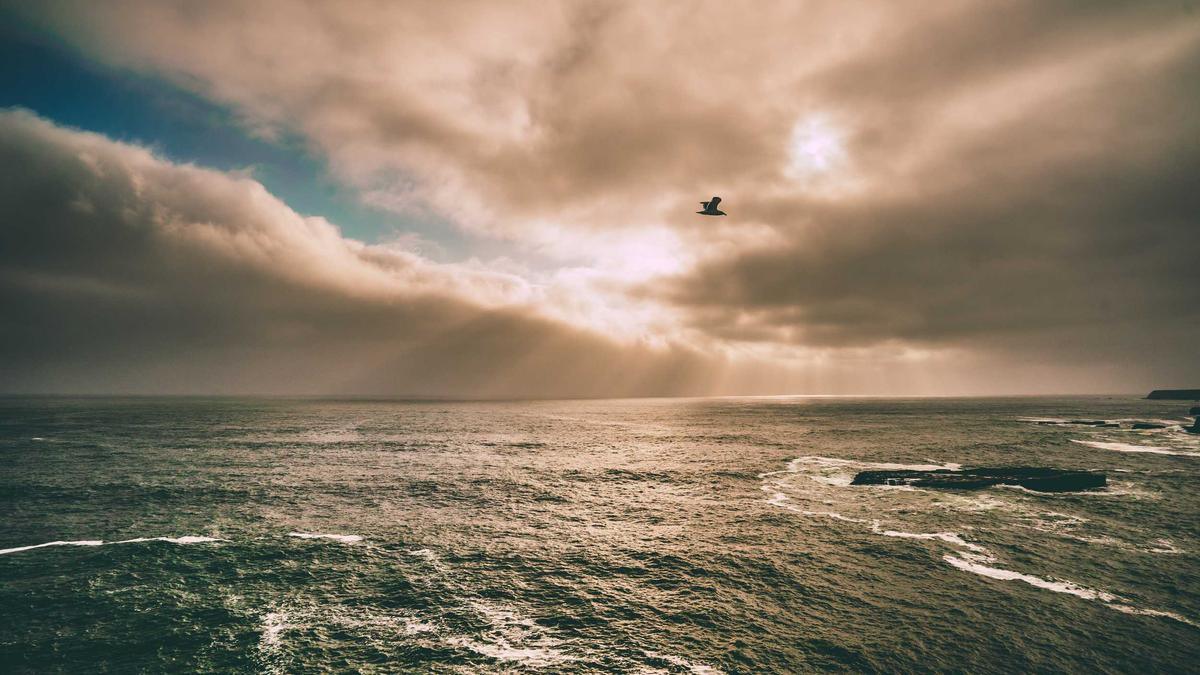Detailansicht: Buckelwal Ostsee