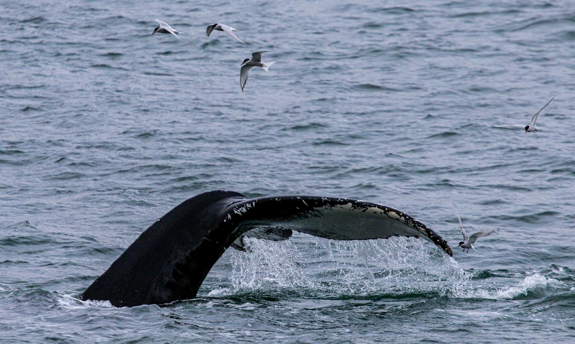 Illustration zu Buckelwal Poel