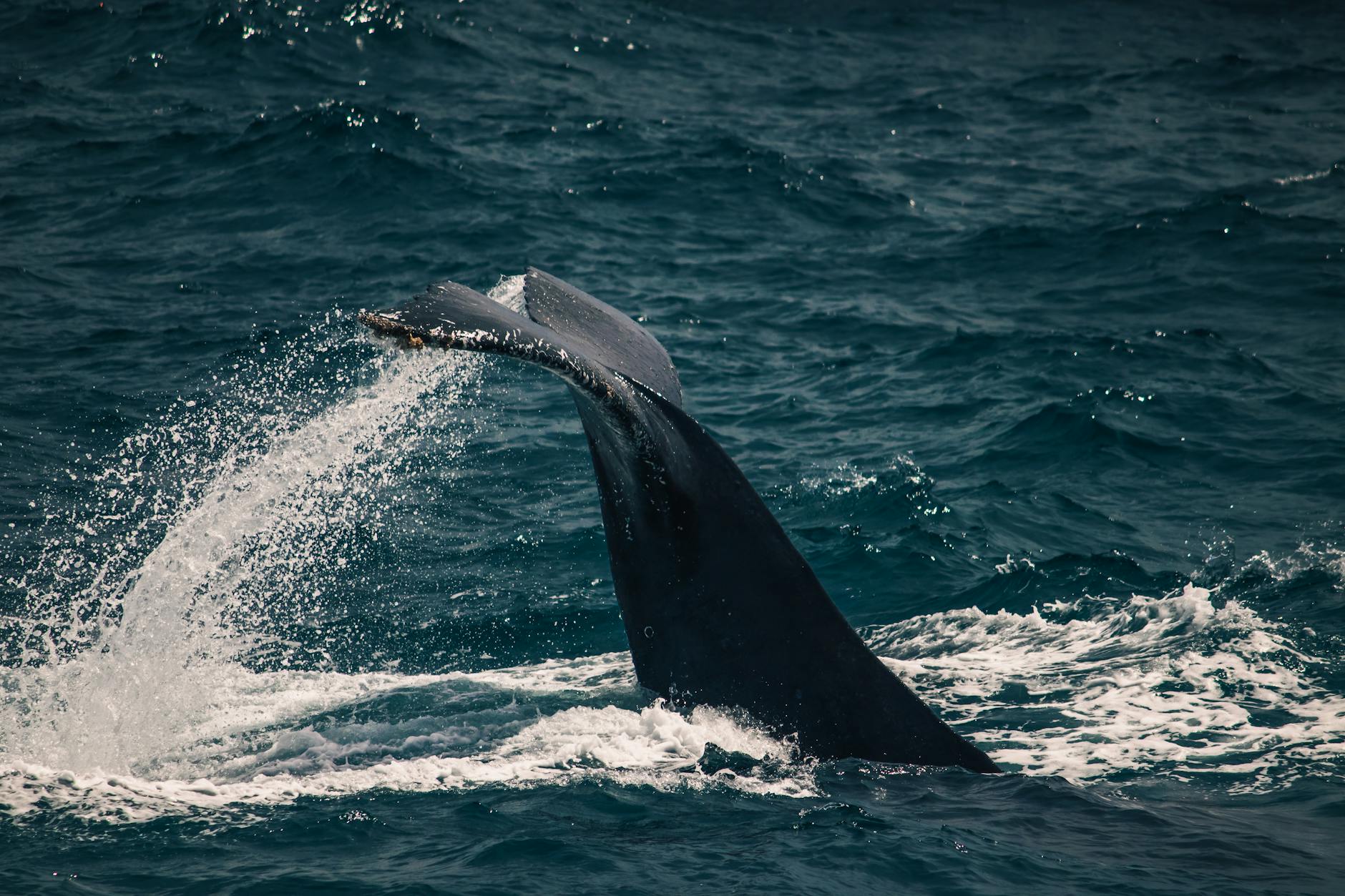 Illustration zu Buckelwal Rettung