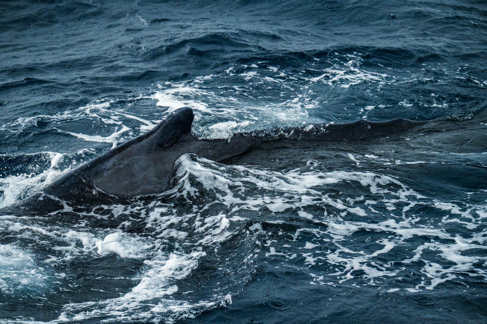 Symbolbild zum Thema Buckelwale Ostsee