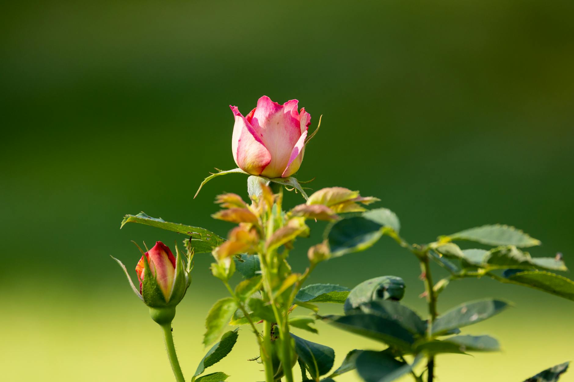 Illustration zu Bud Cort Gestorben