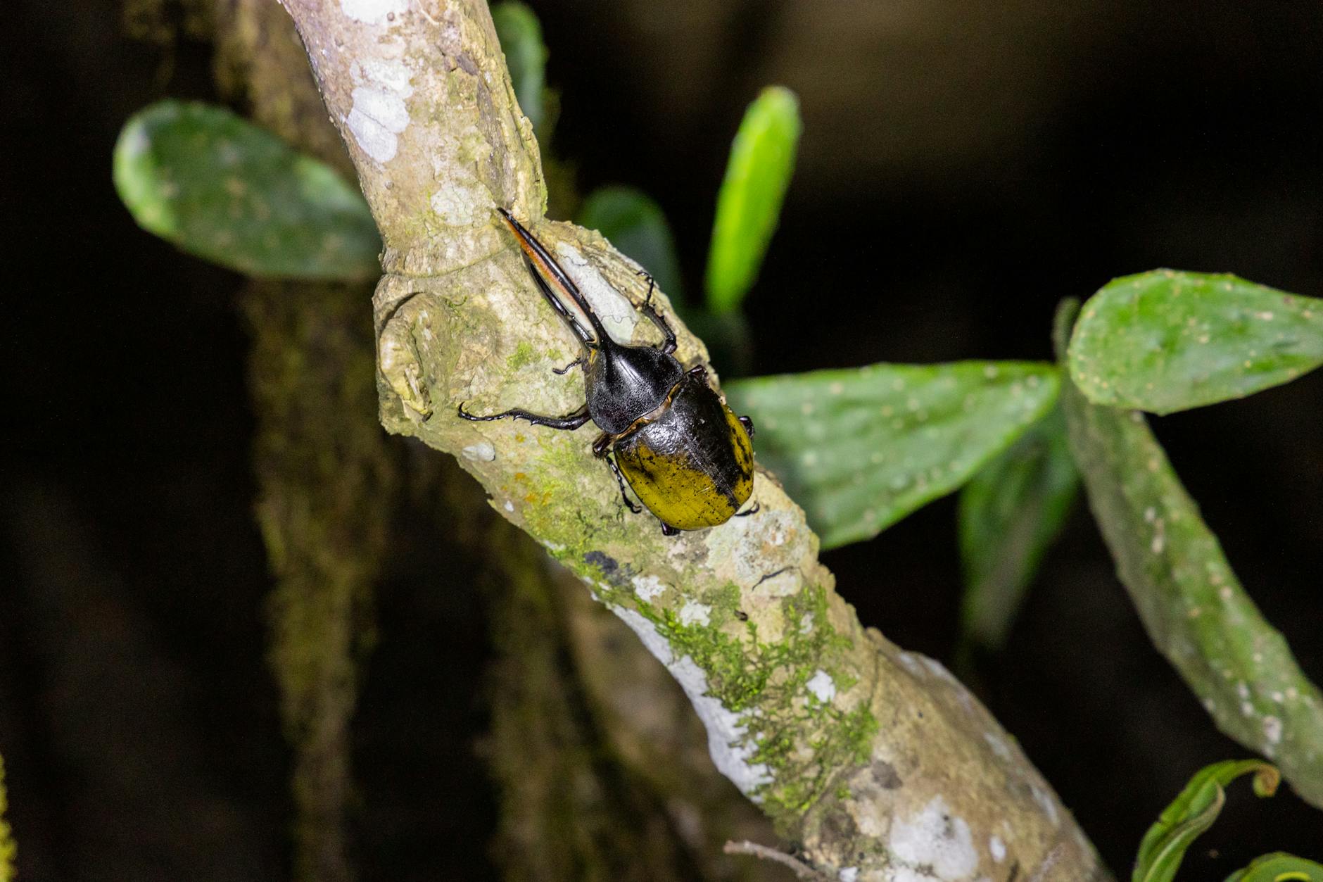 Illustration zu Bundesheer Hercules