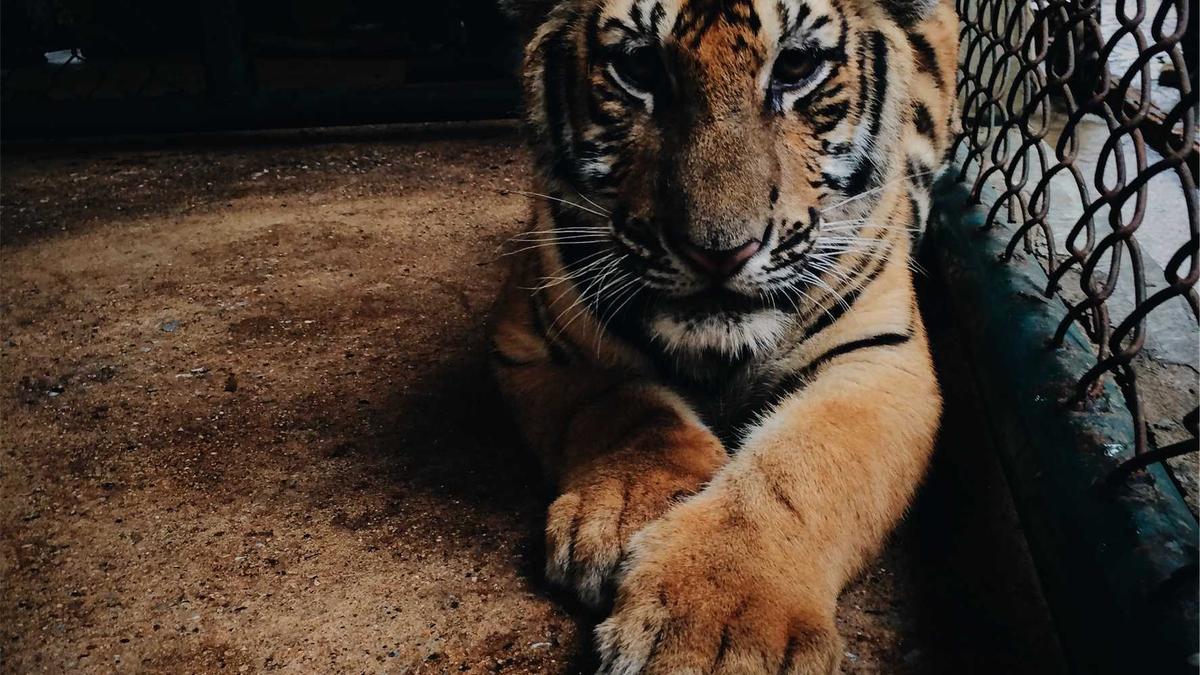 Symbolbild zum Thema Bundespolizei Festnahme
