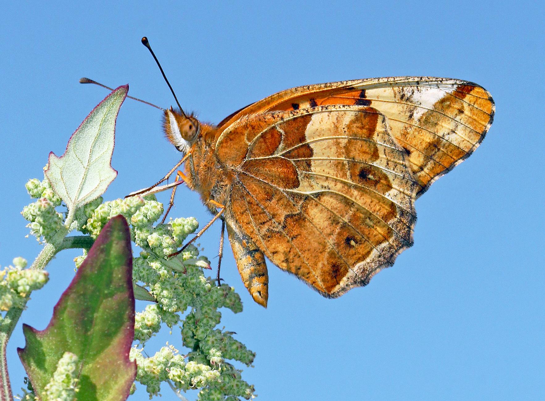 Claudia Pechstein Illustration zu Claudia Pechstein