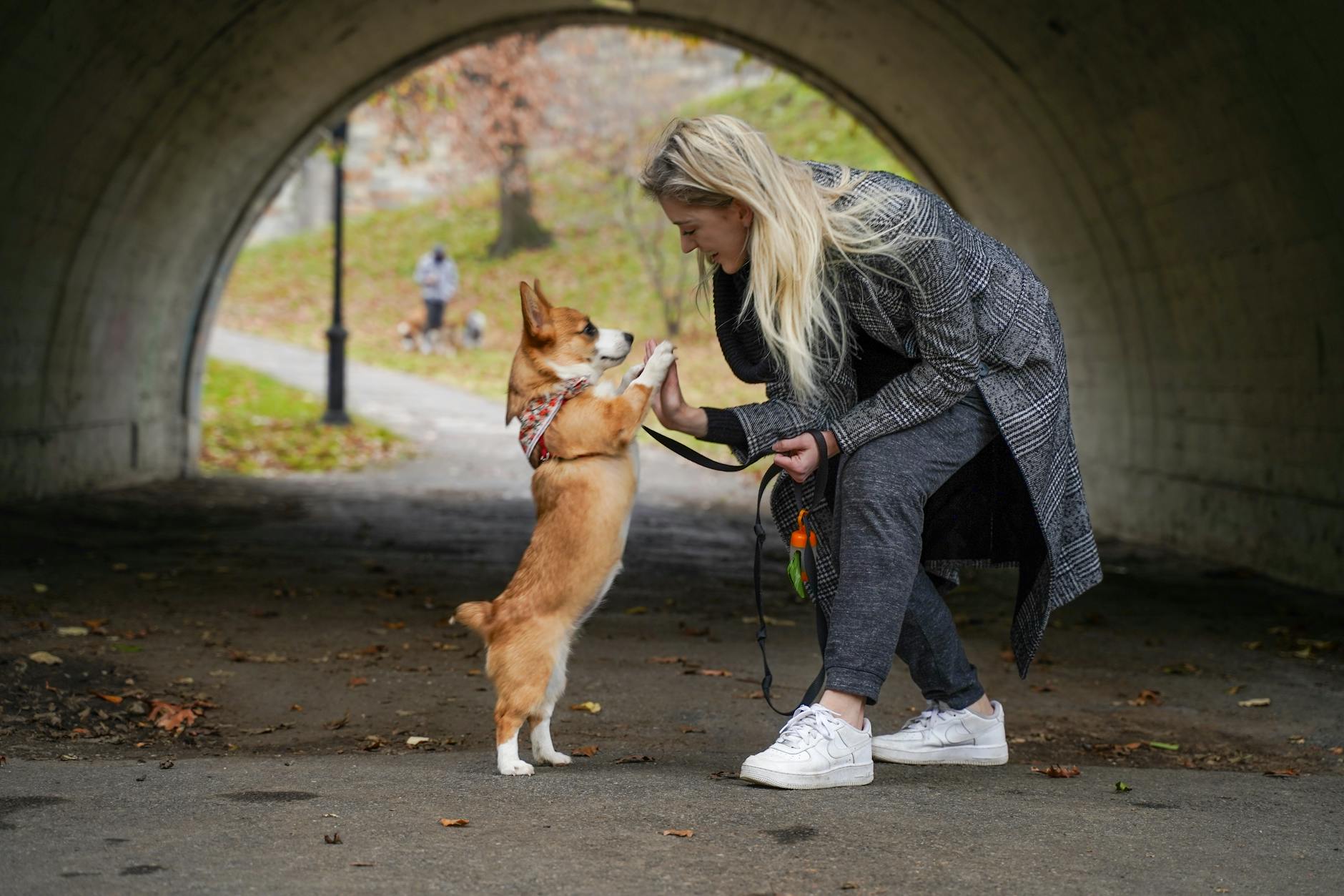 Illustration zu Corgis Queen Elizabeth