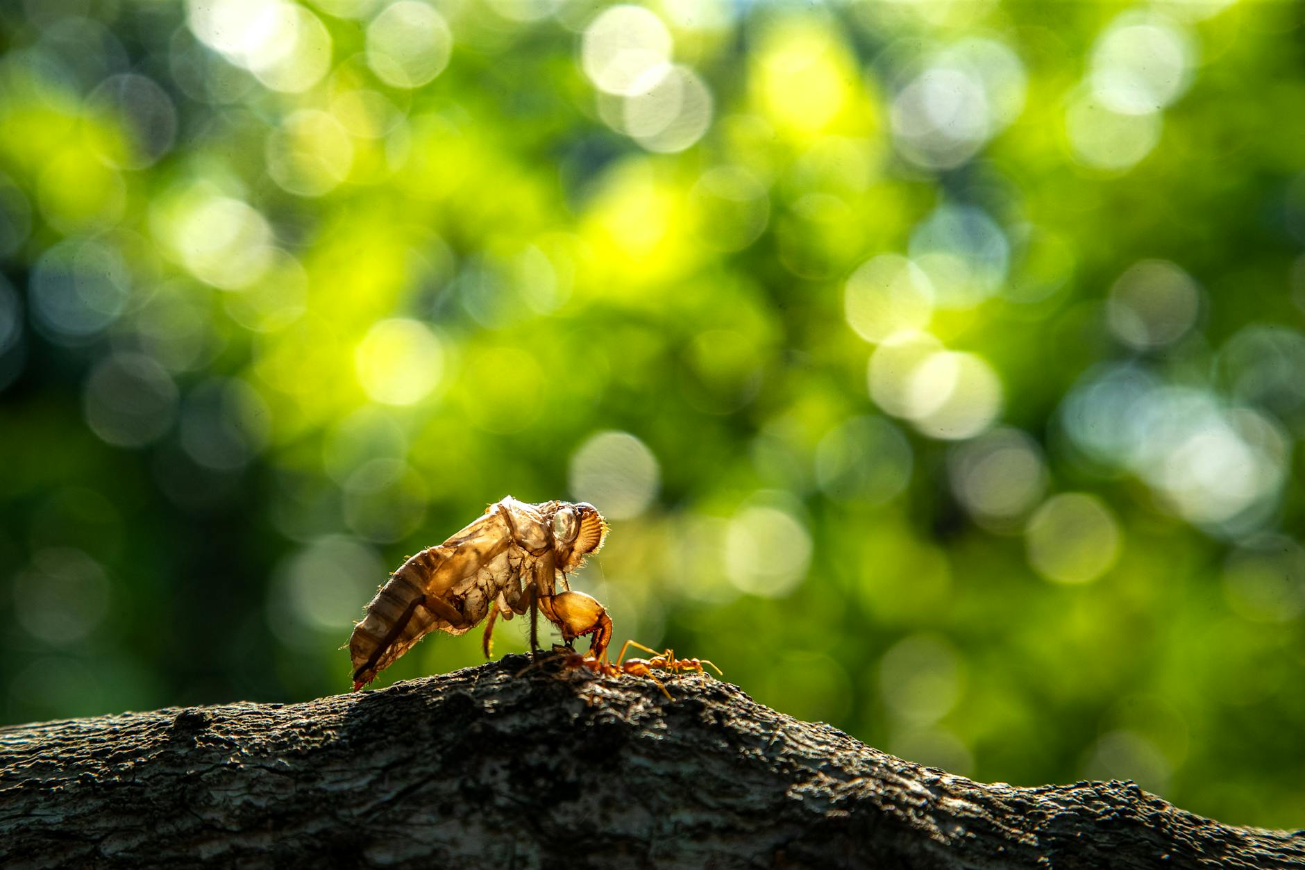 Illustration zu Corona Variante Cicada