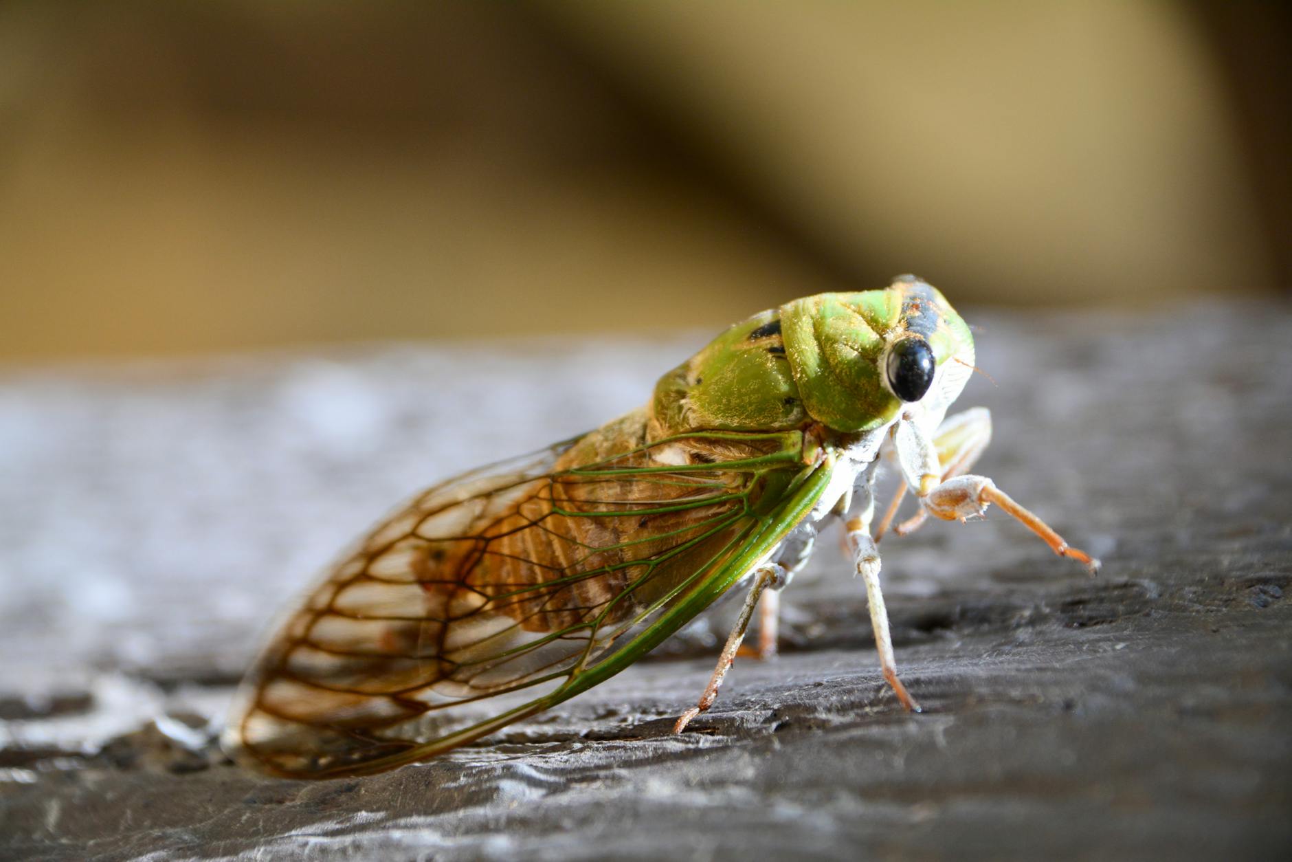 Symbolbild zum Thema Corona Variante Cicada