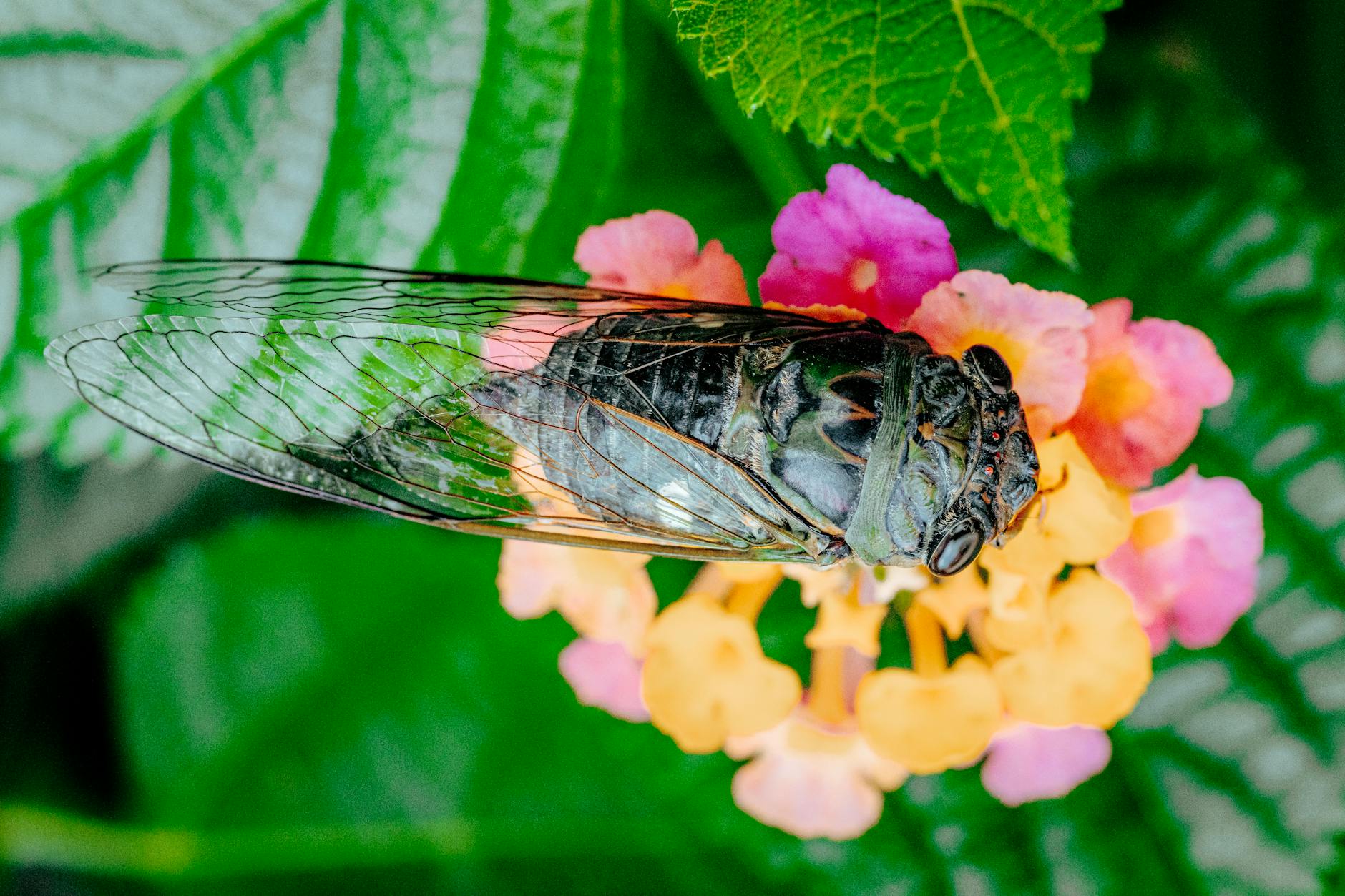 Detailansicht: Corona Variante Cicada