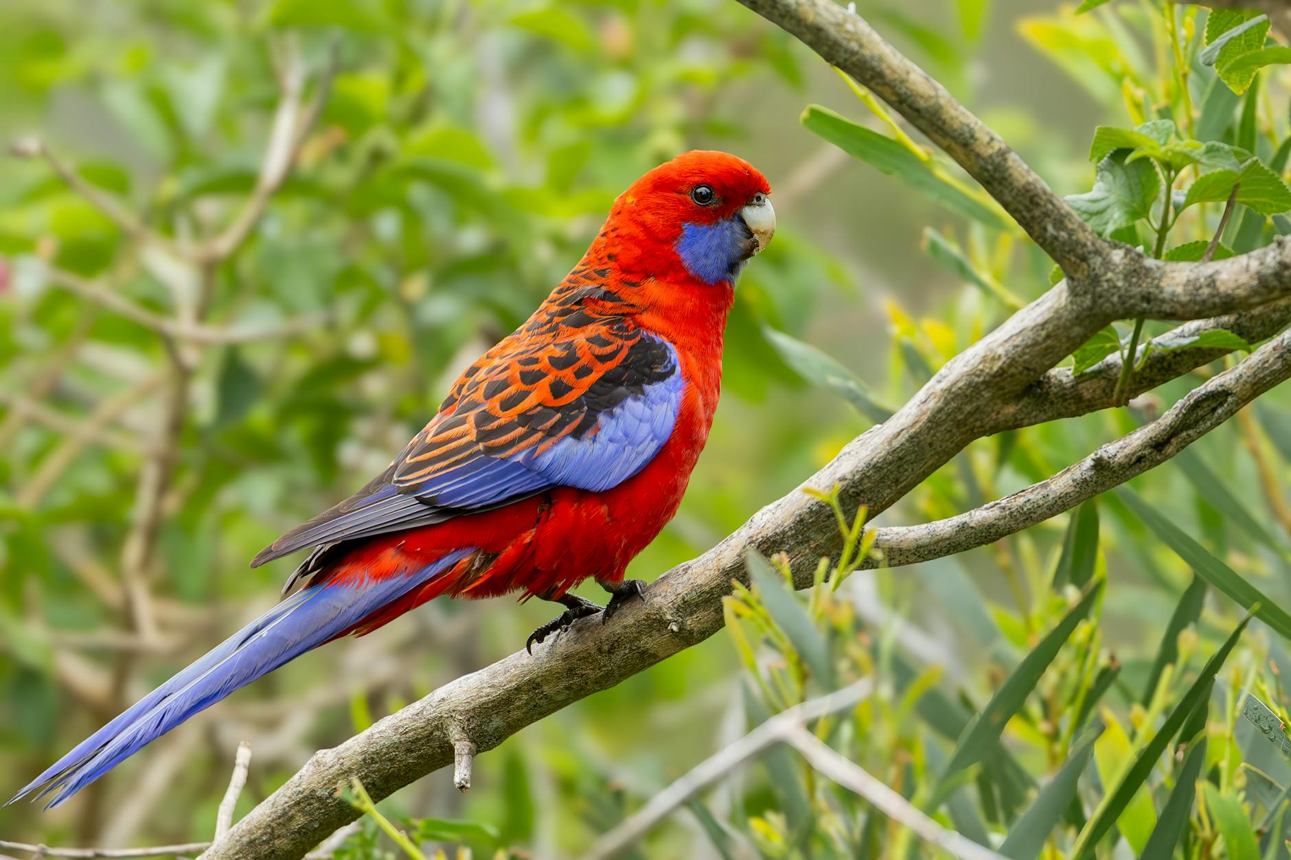 Detailansicht: Crimson Desert