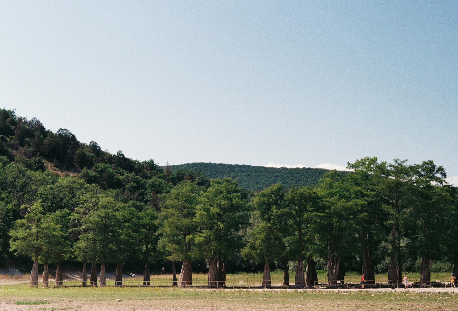 Illustration zu Dead Lover Film