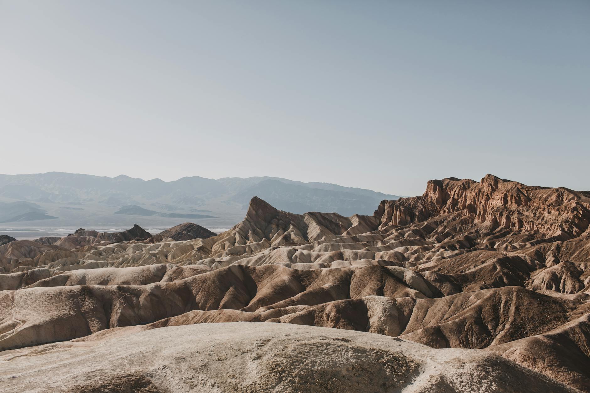 Illustration zu Death Valley Blüte