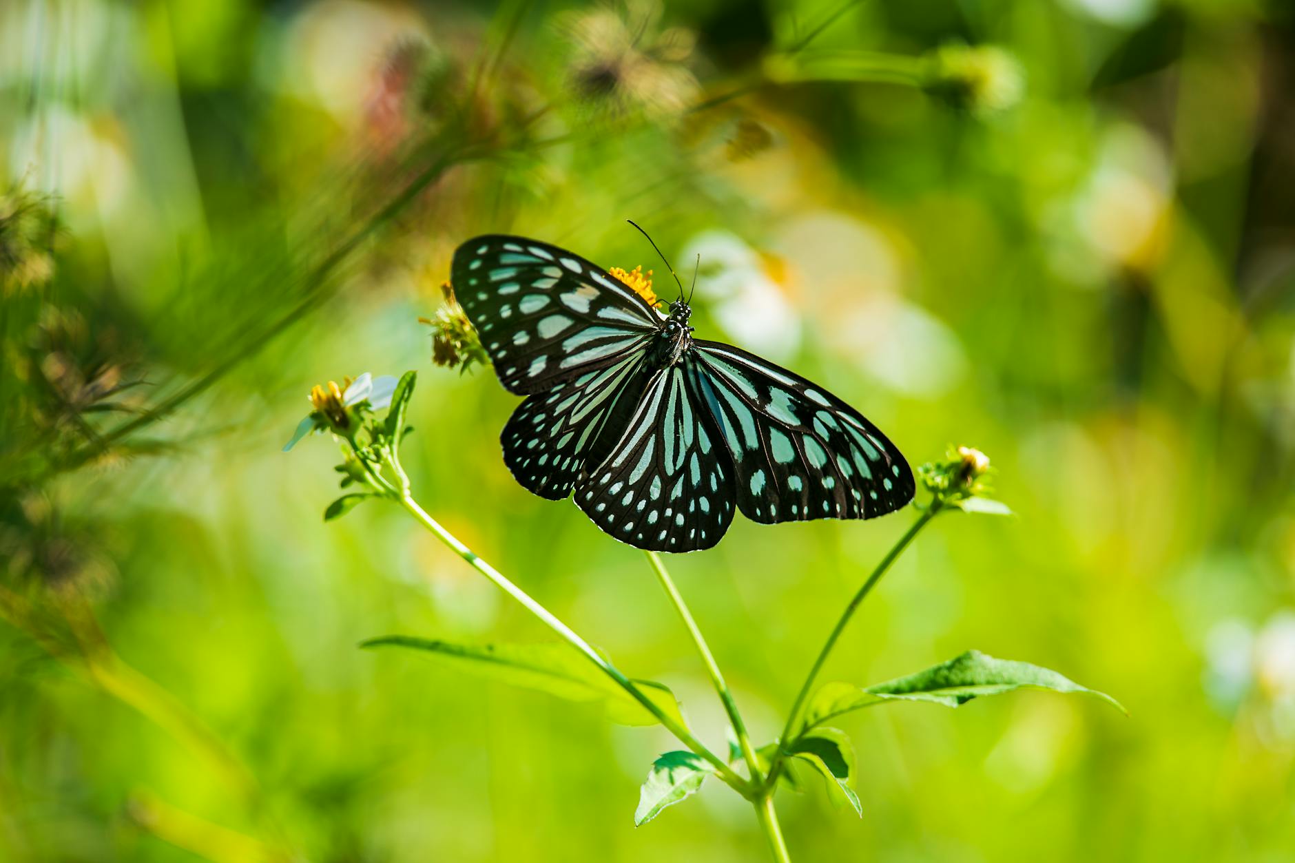 Detailansicht: Delia Durrer