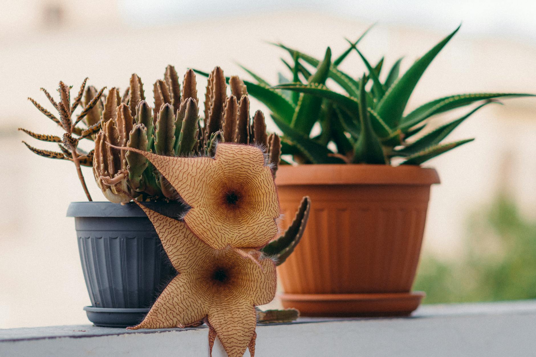 Symbolbild zum Thema Demogorgon Lego Blumen