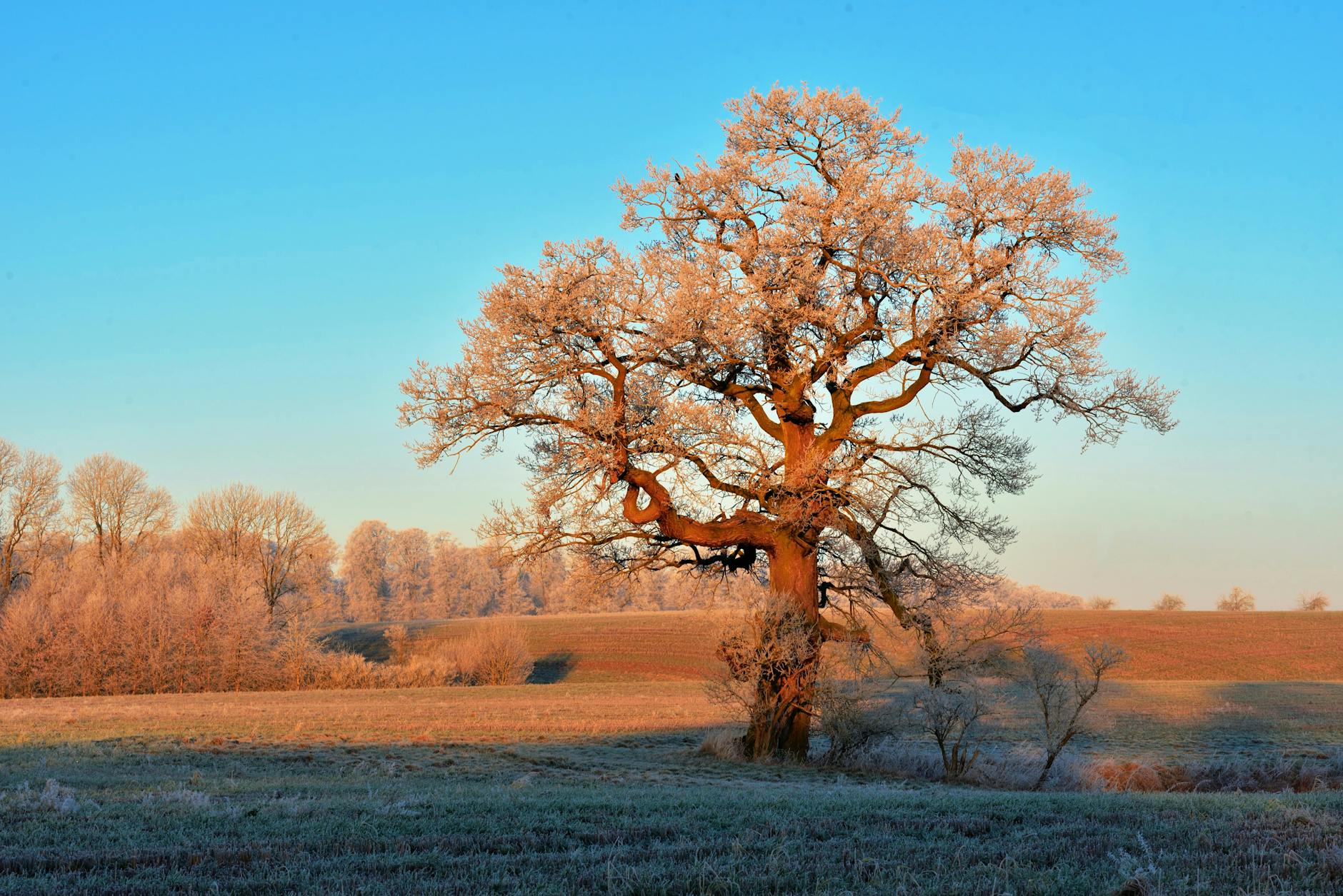 Symbolbild zum Thema Der Wunderweltenbaum Film