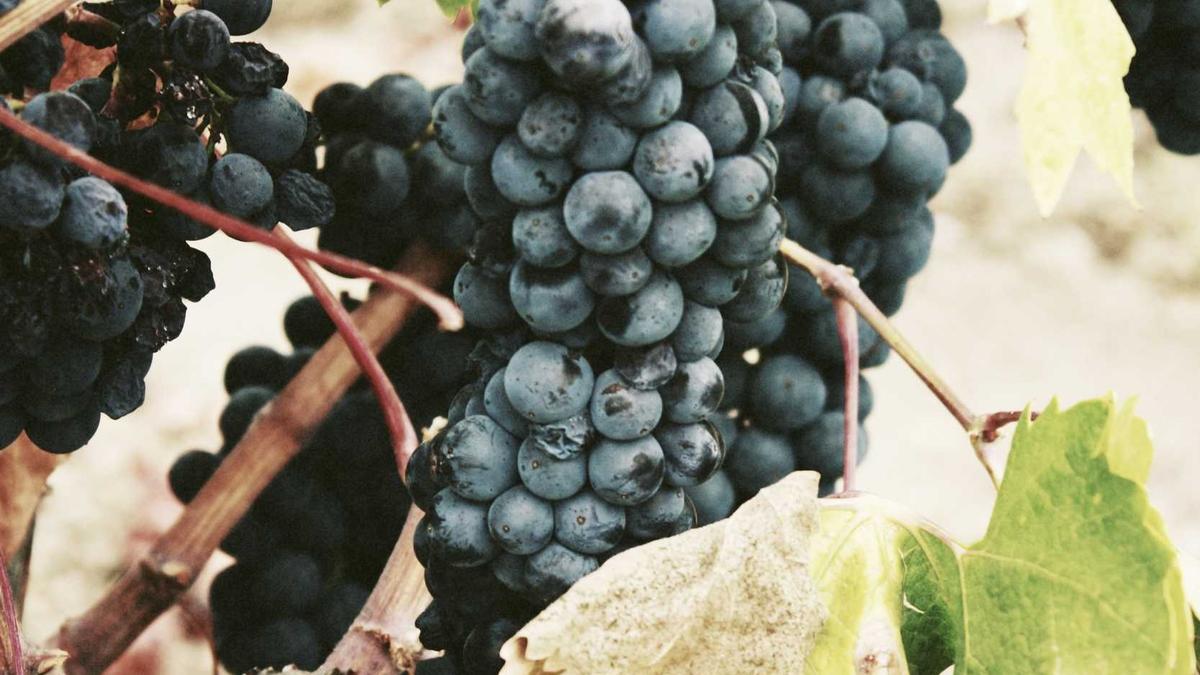 Symbolbild zum Thema Deutschland Gegen Ghana