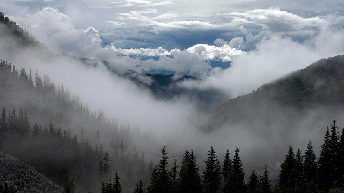 Dietmar Kühbauer Detailansicht: Dietmar Kühbauer