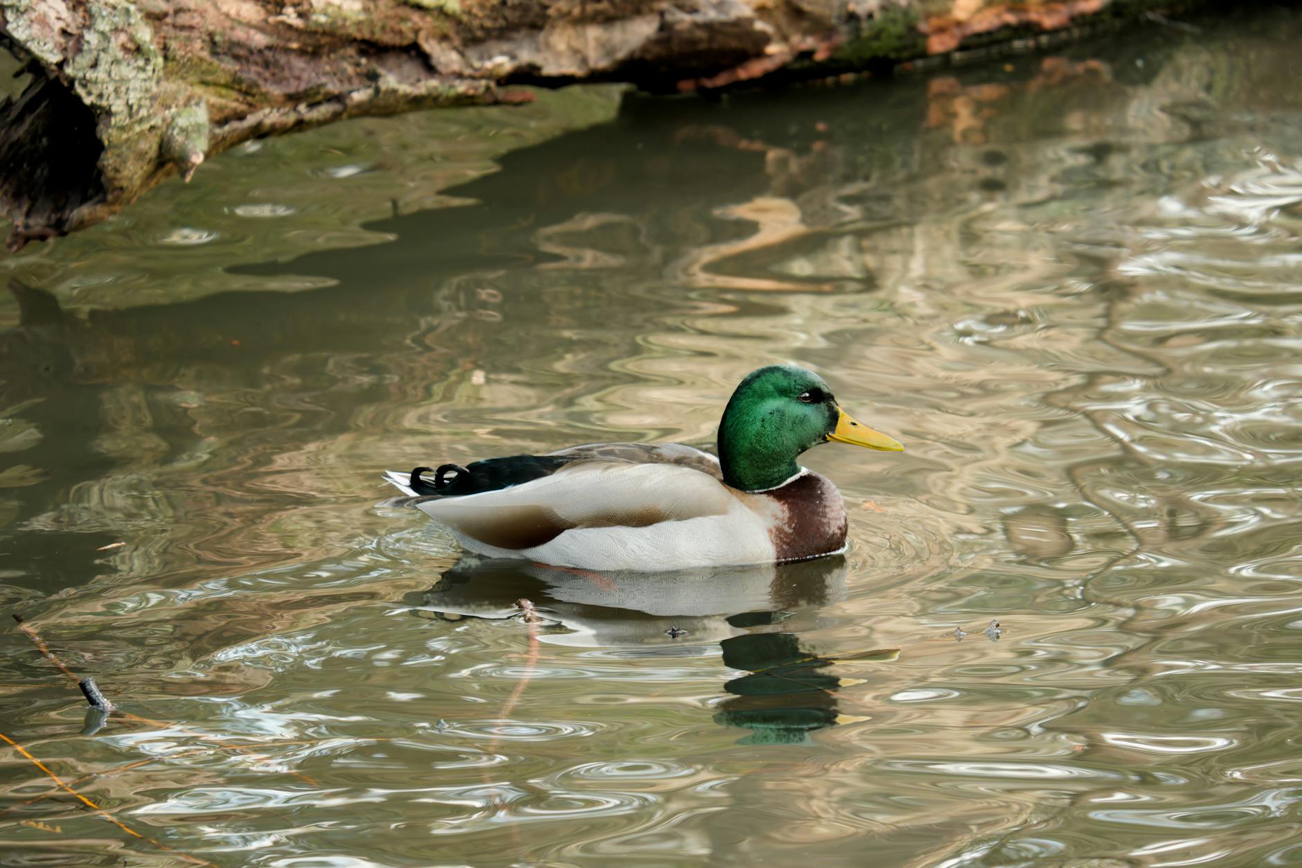 Detailansicht: Drake Maye