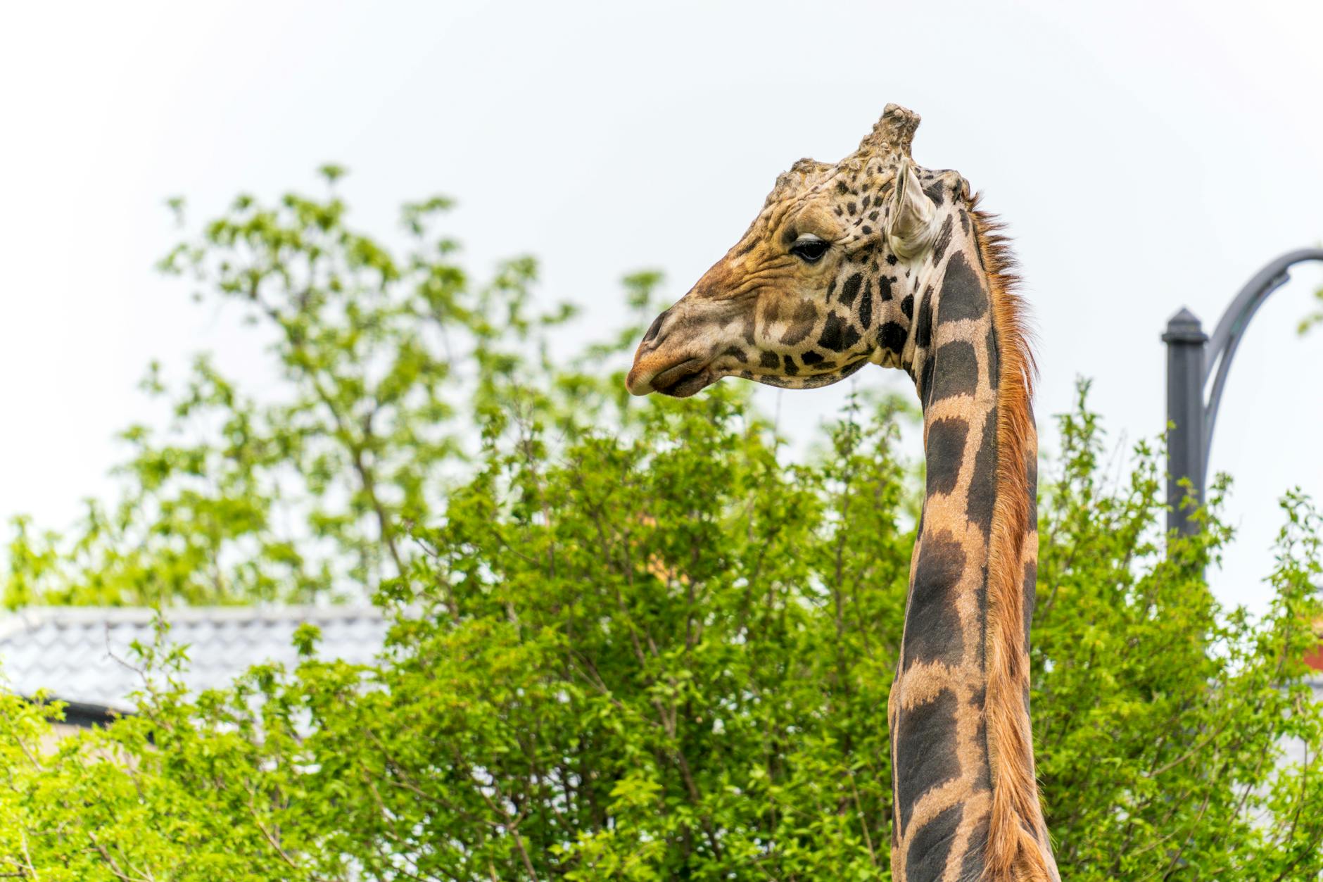 Illustration zu Dscheladas Töten Zoo