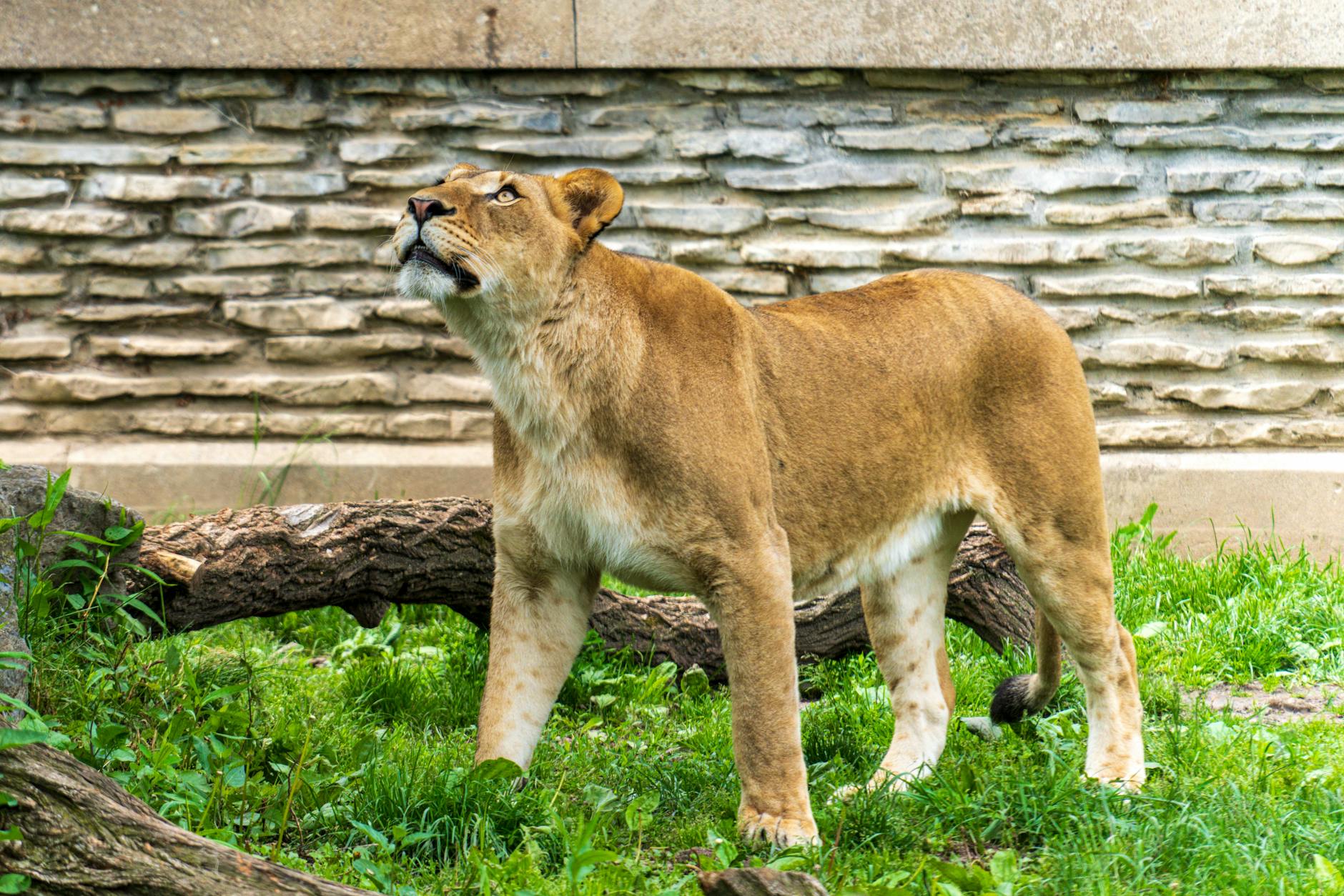 Detailansicht: Dscheladas Töten Zoo