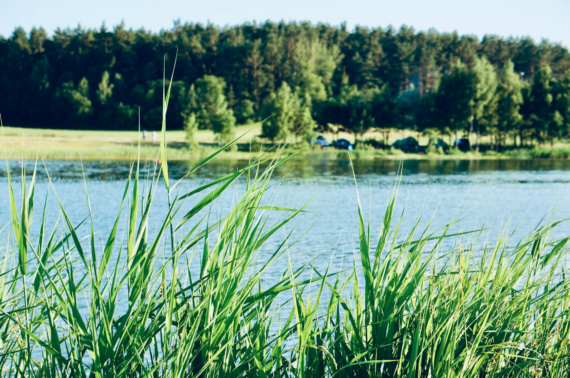 Illustration zu Dua Lipa