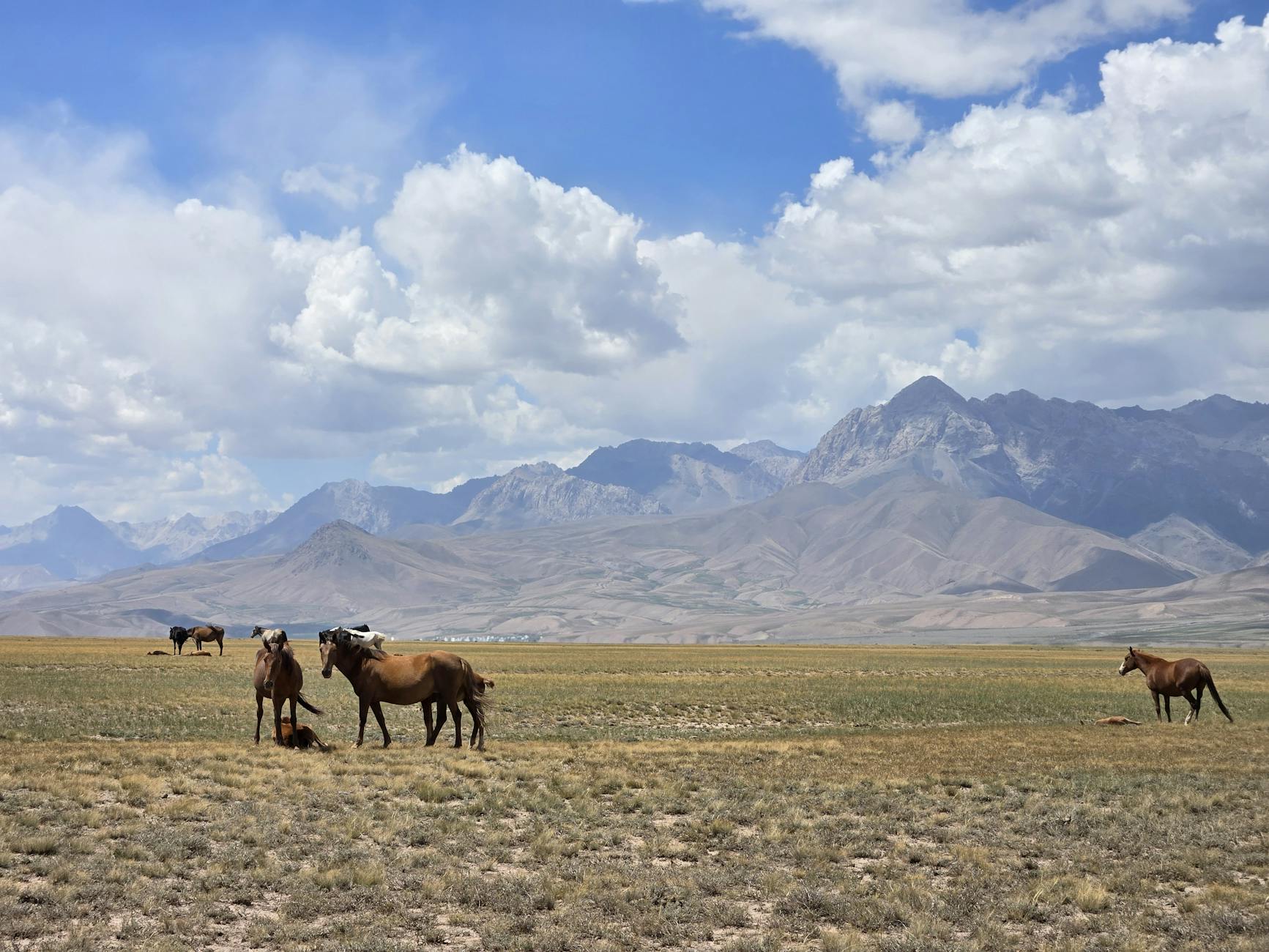 Dual Moguls Illustration zu Dual Moguls