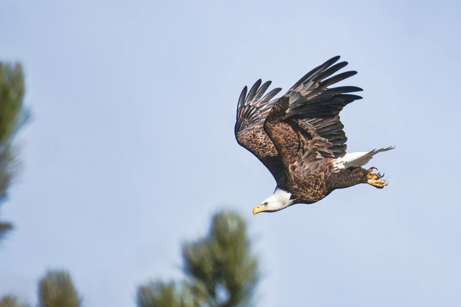 Eddie The Eagle Detailansicht: Eddie The Eagle