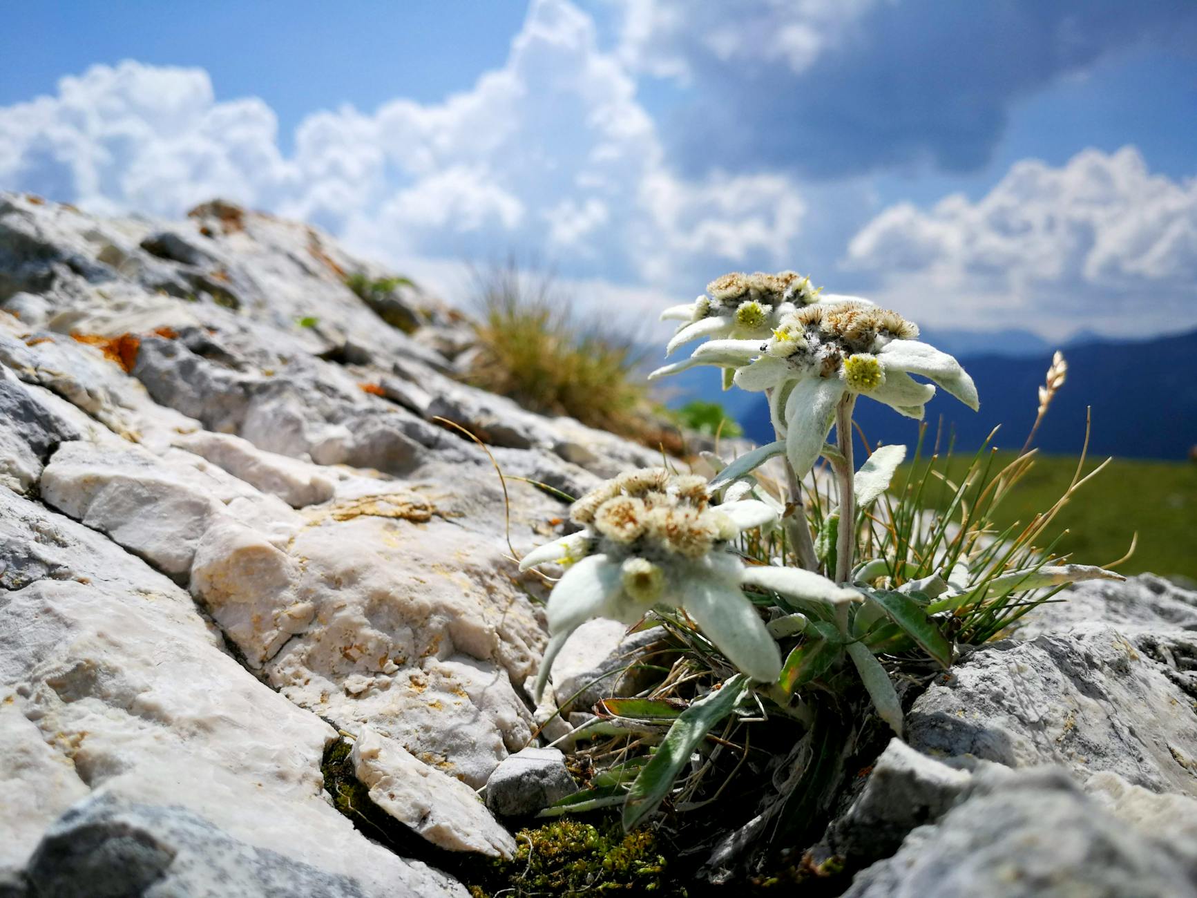Illustration zu Edelweiss Streicht Fluege