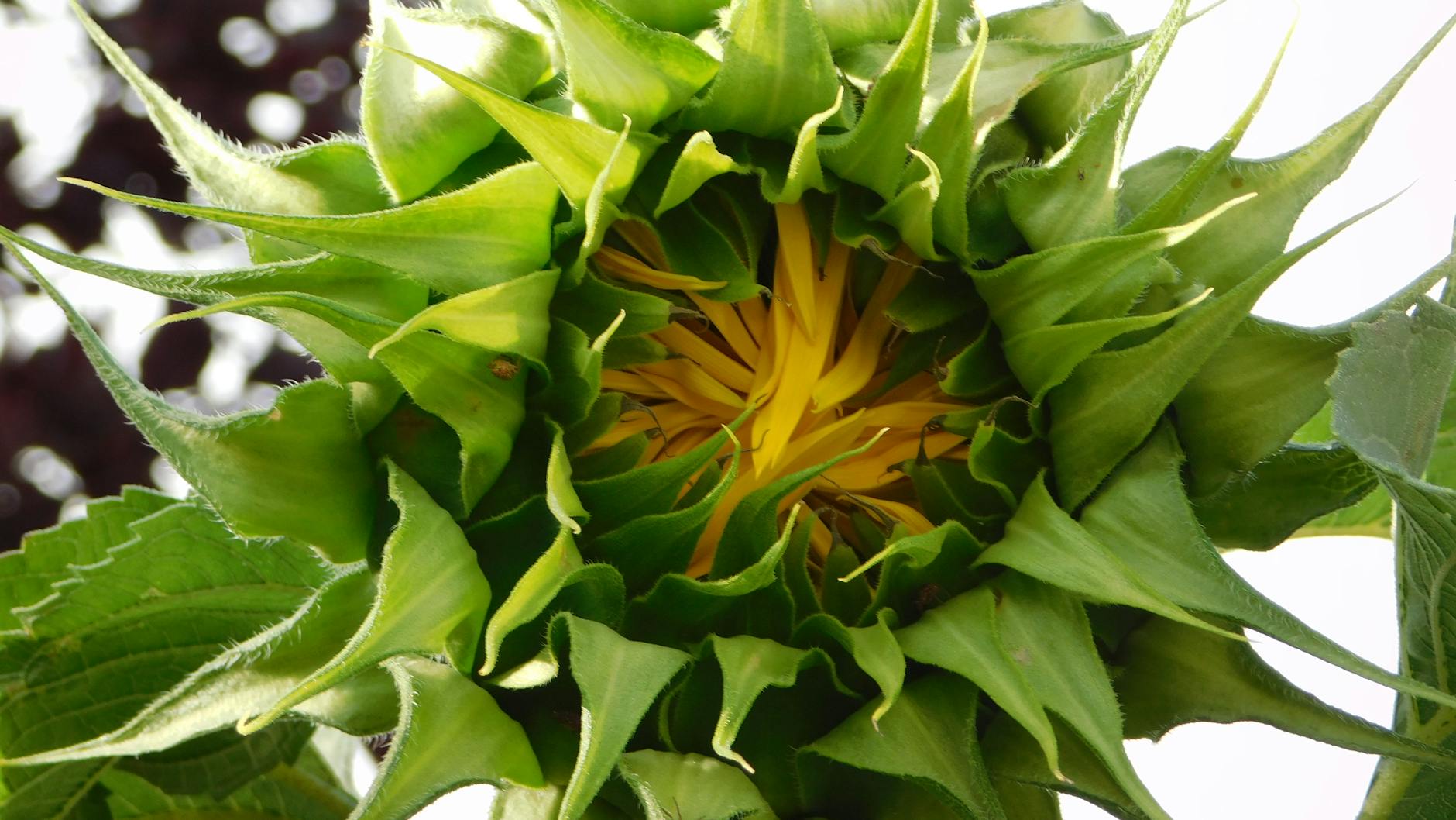 Edmonton Oilers Symbolbild zum Thema Edmonton Oilers