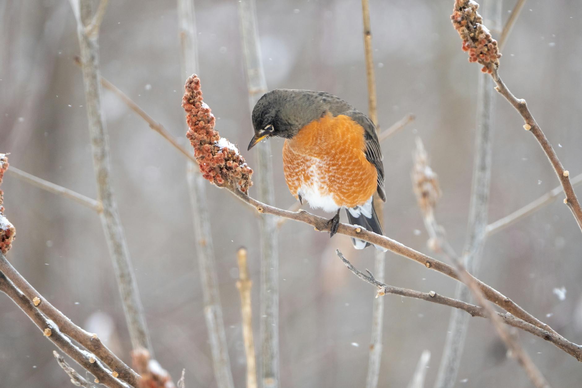 Detailansicht: Eisrettung Michigan