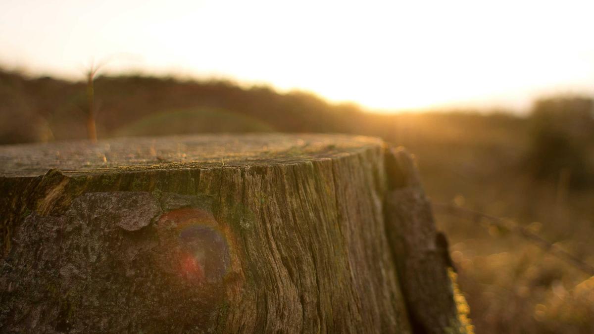 Symbolbild zum Thema Ellen Degeneres