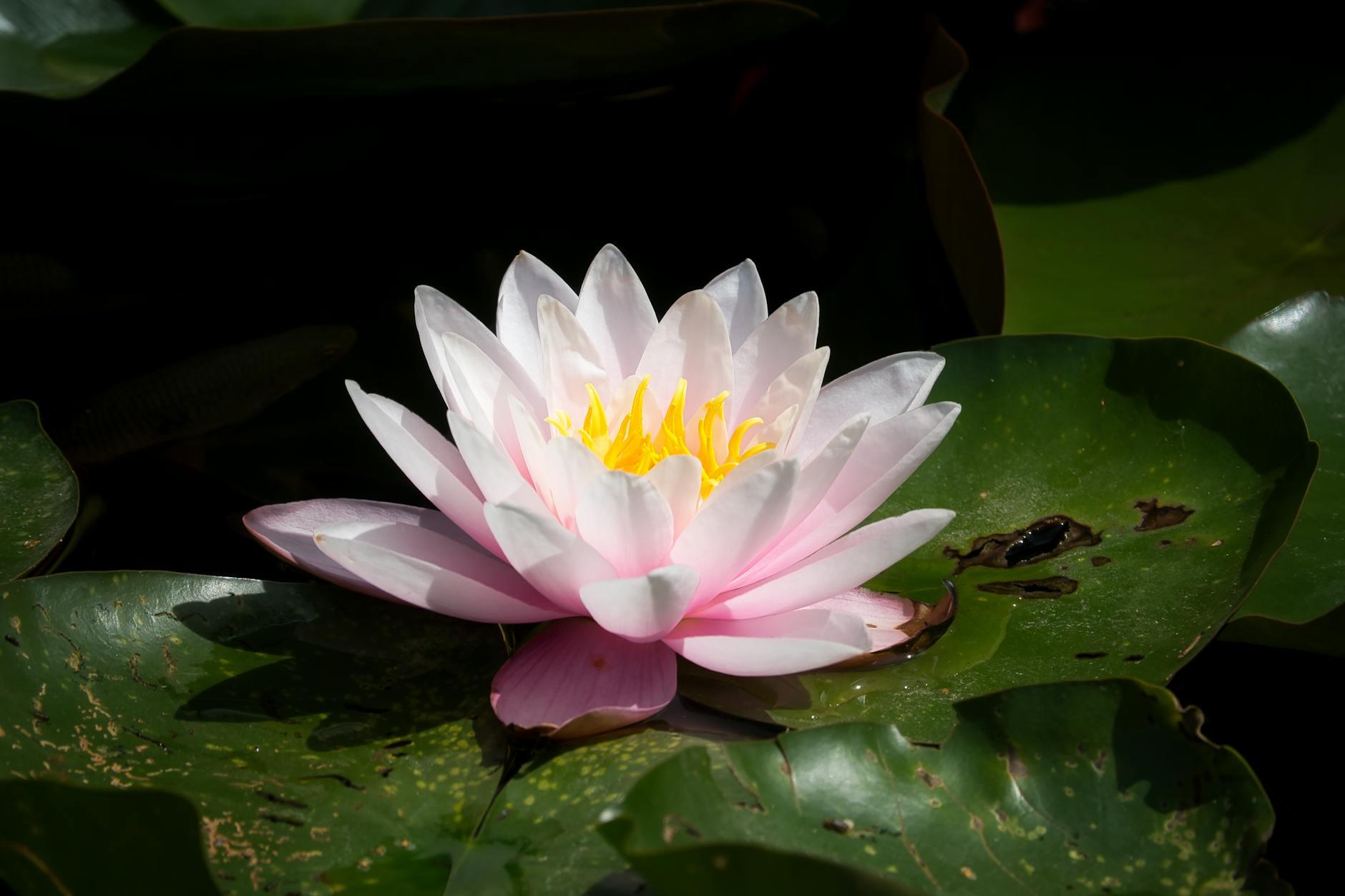 Detailansicht: Fahrerflucht Pforzheim