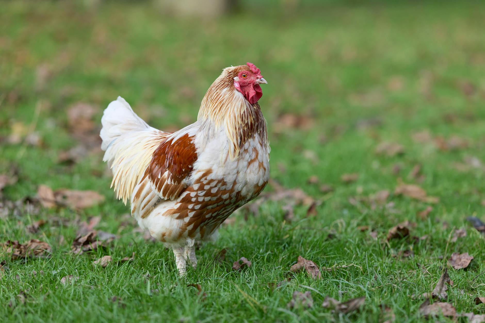 FC Sion – Luzern Illustration zu FC Sion – Luzern