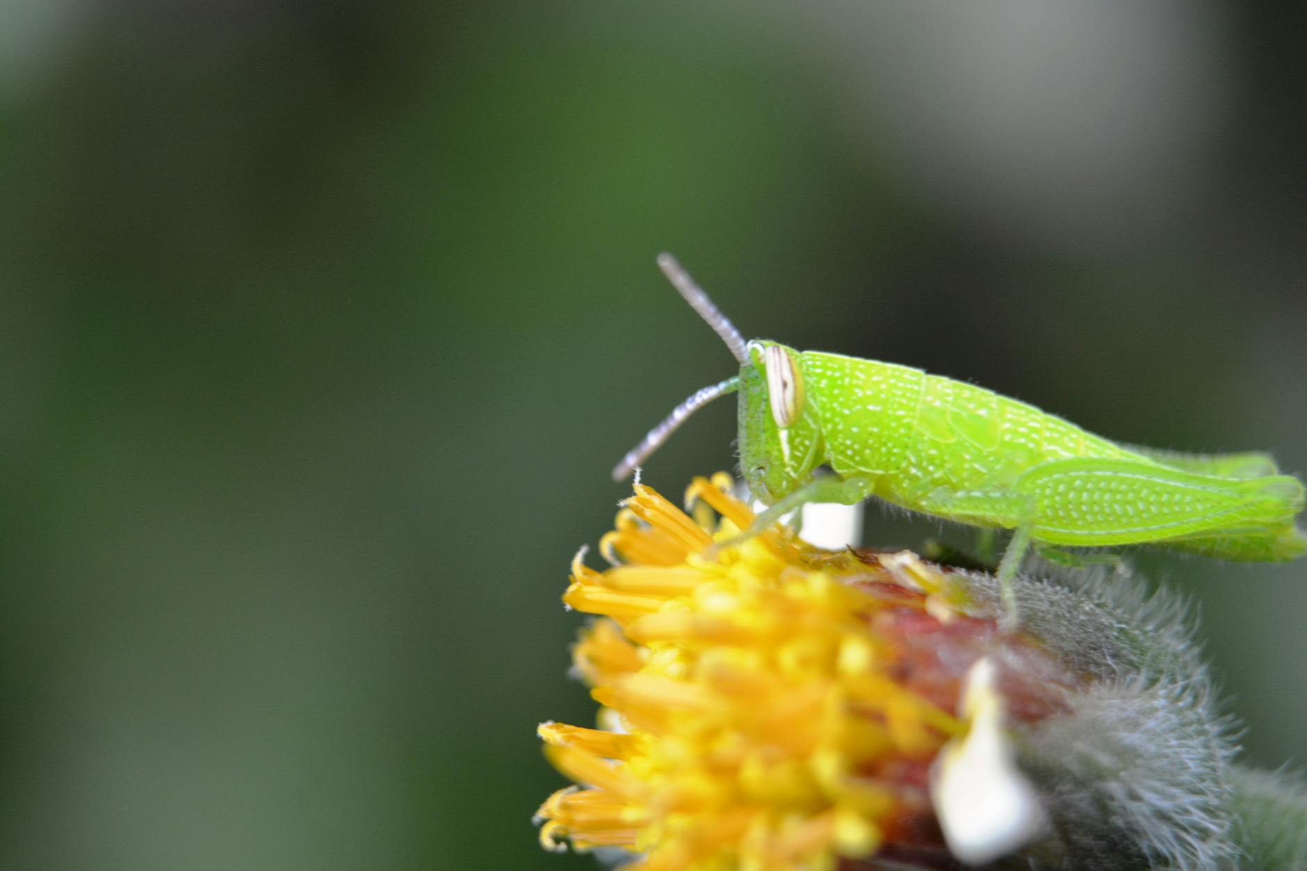 Illustration zu FC Thun – Grasshoppers