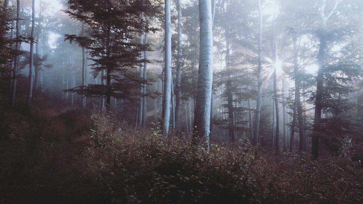 Follies Film 2025 Detailansicht: Follies Film 2025