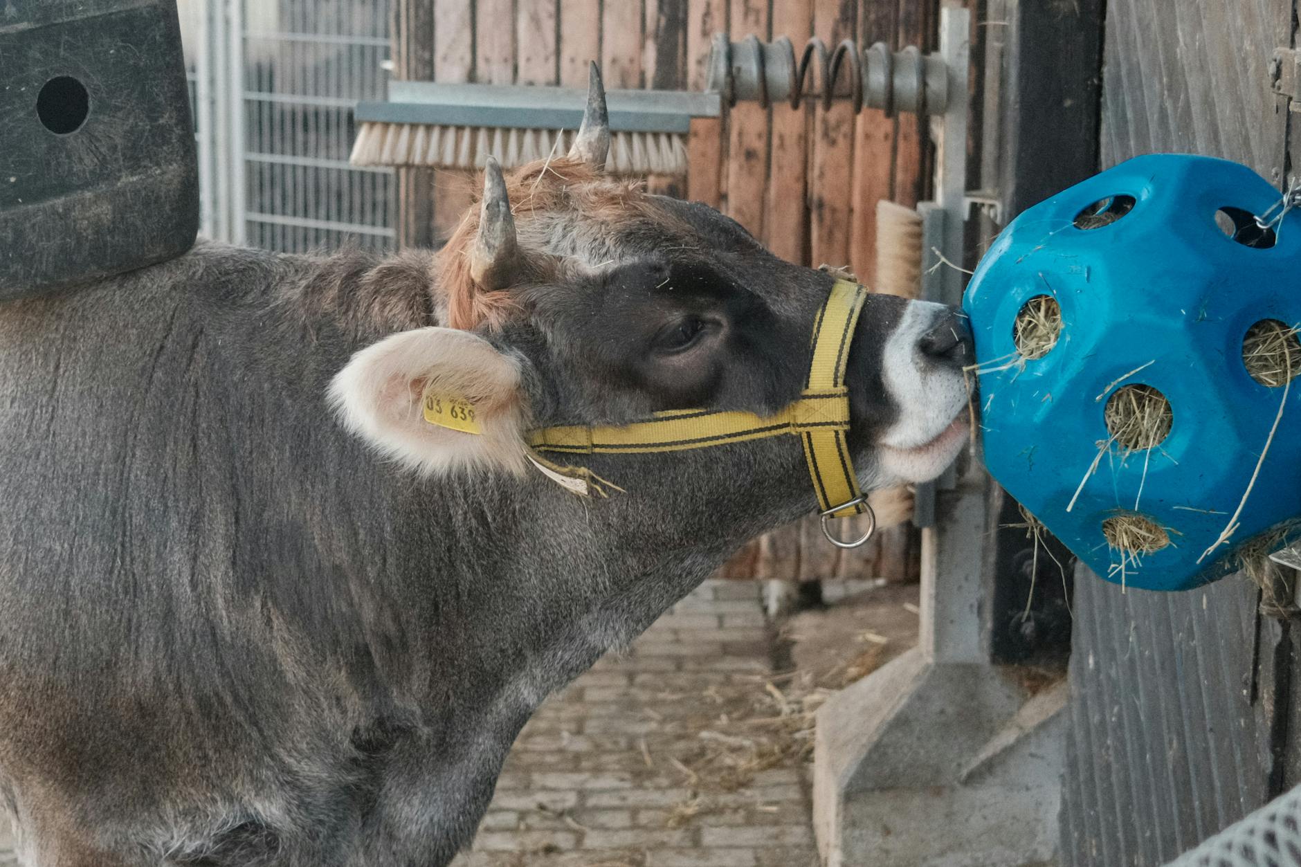 Detailansicht: Fressbalken Würenlos