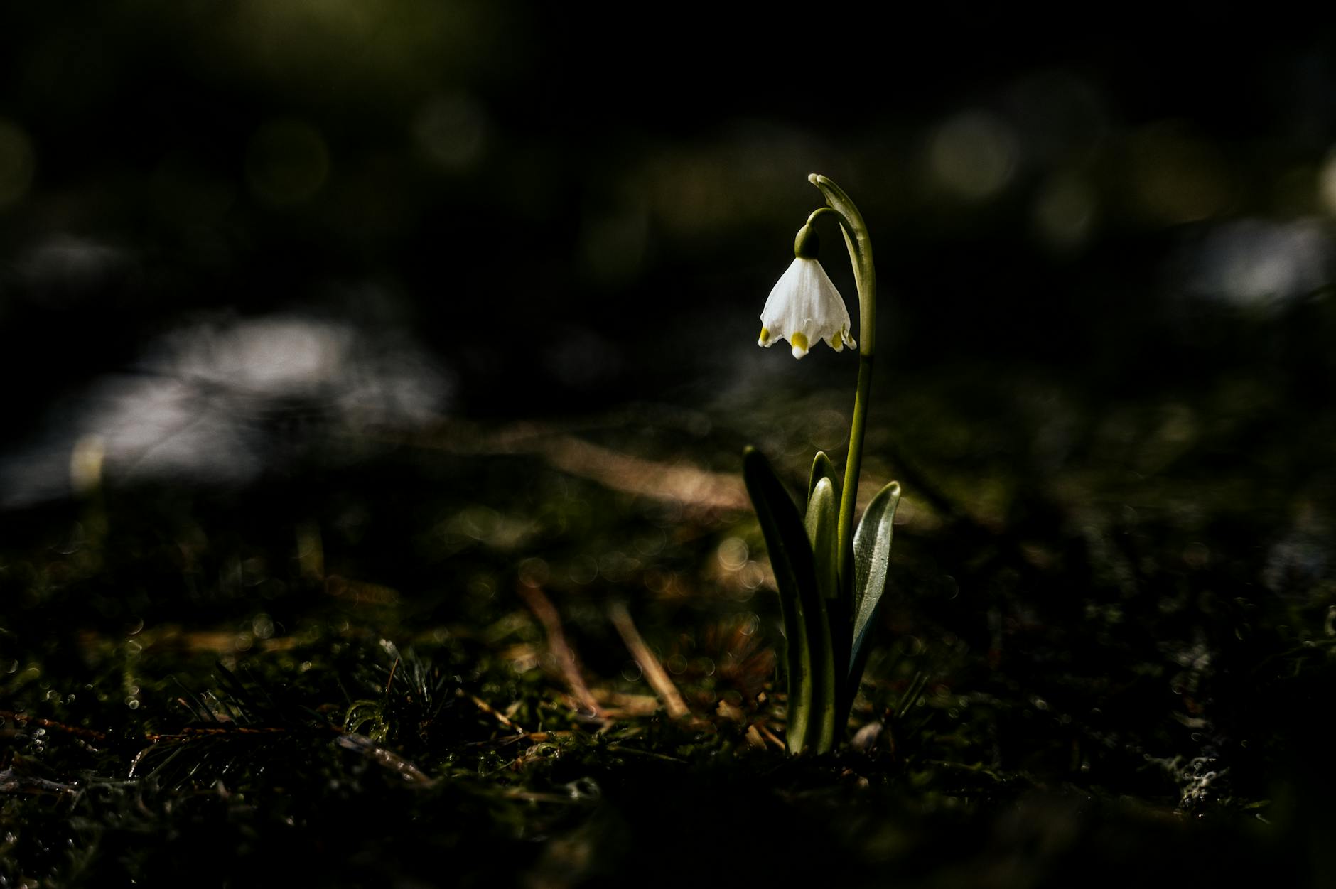 Illustration zu Frühlingsbeginn 2026