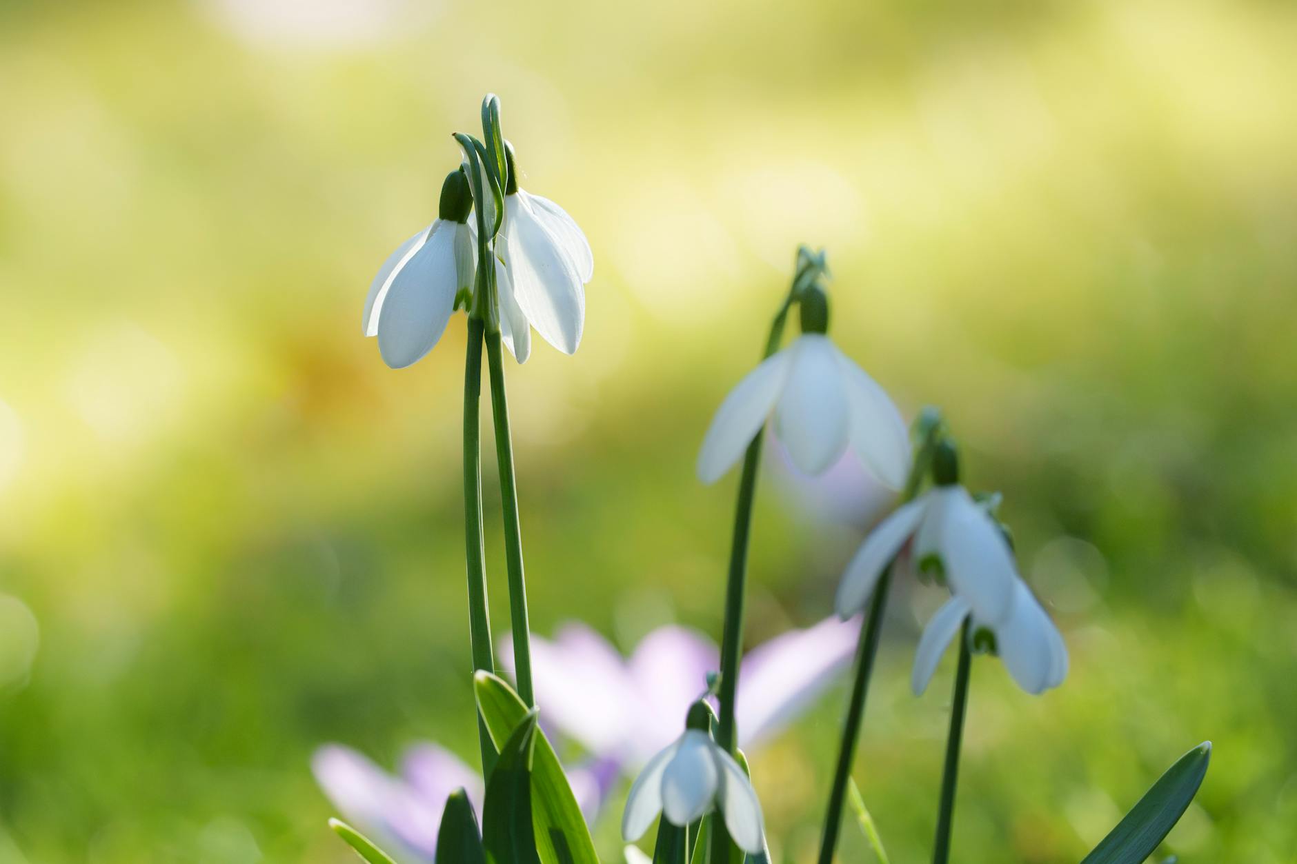 Symbolbild zum Thema Frühlingsbeginn 2026