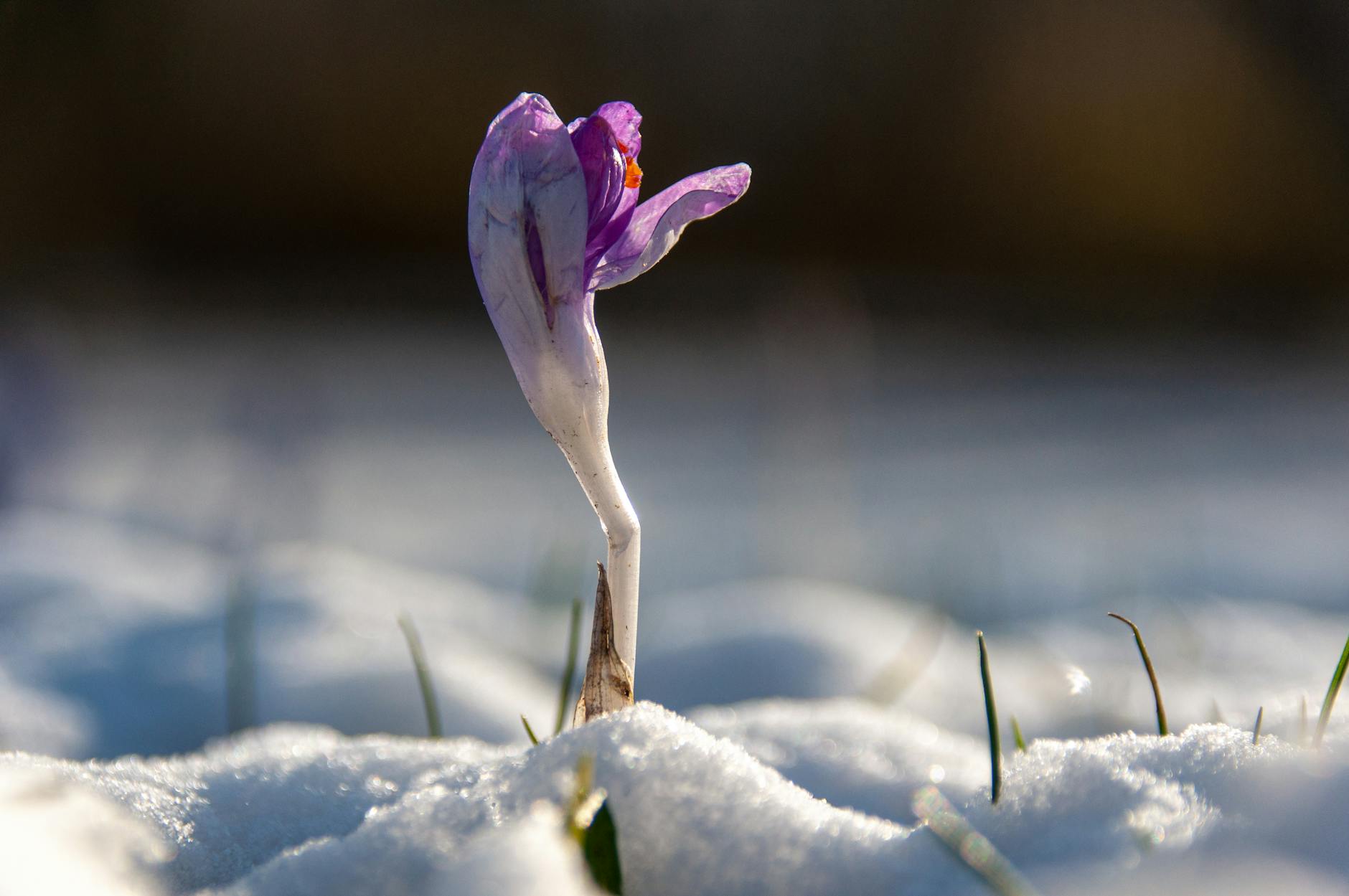 Detailansicht: Frühlingsbeginn 2026