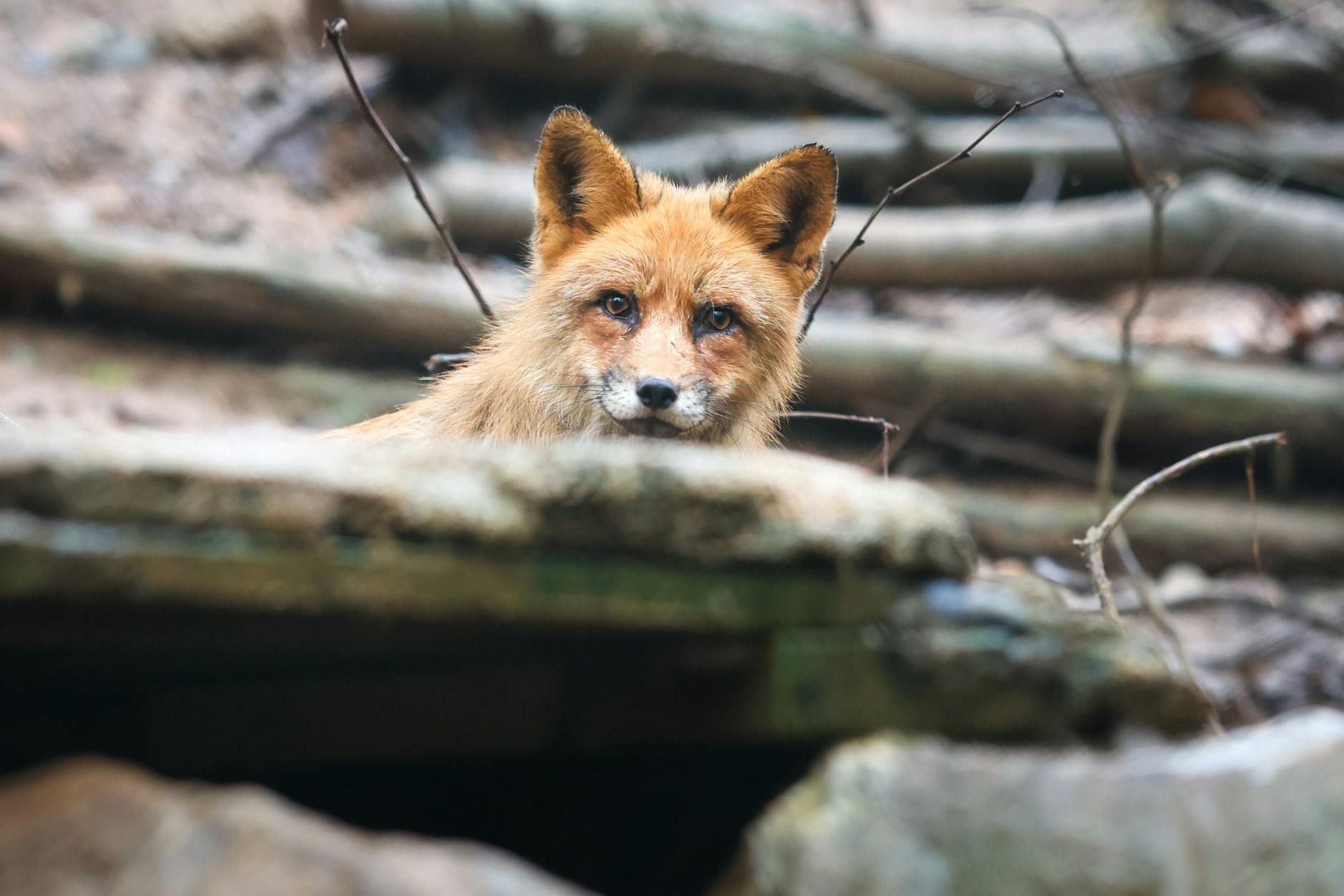 Symbolbild zum Thema Fuchs Rettung