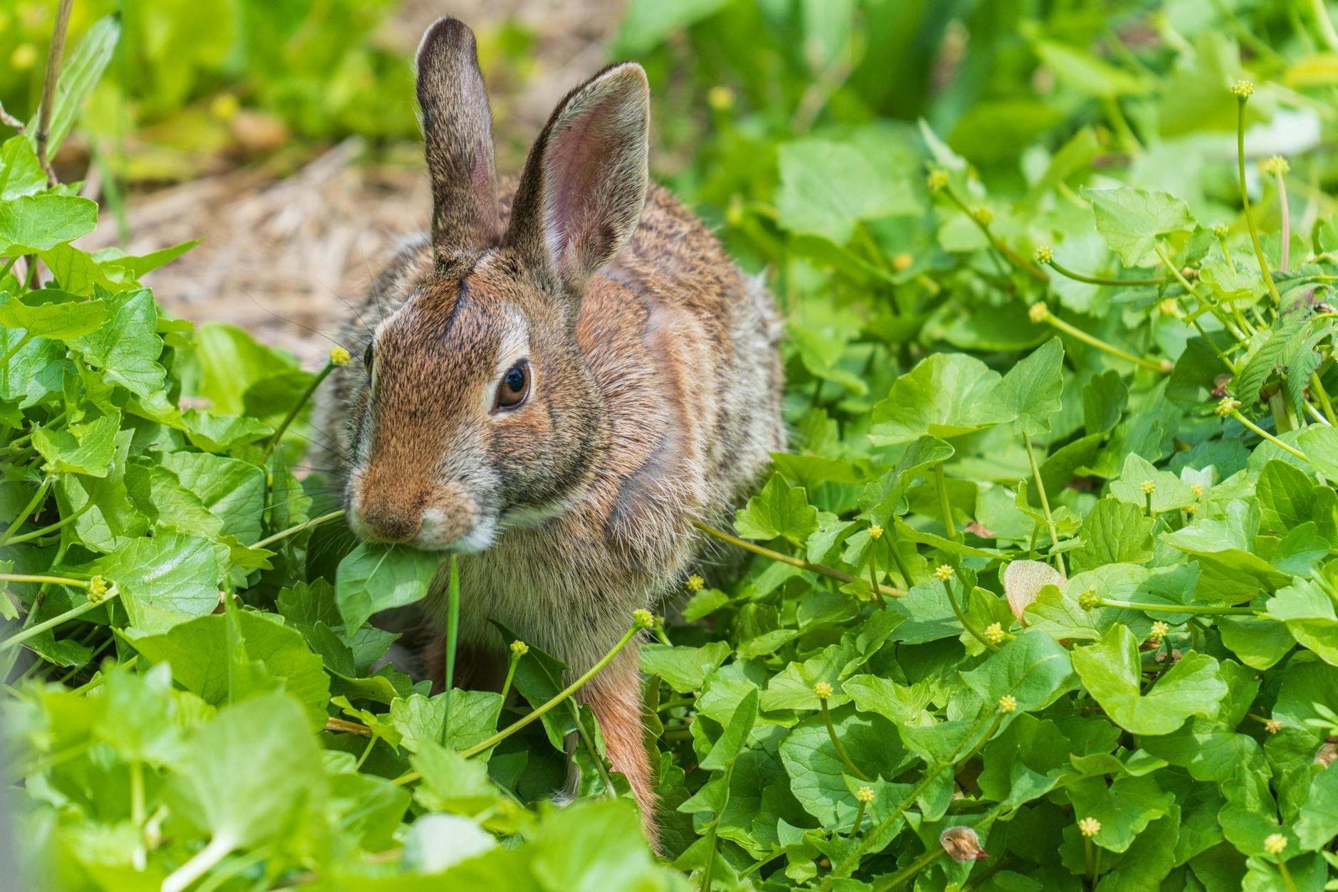 Gabriela Berlingeri Bad Bunny Symbolbild zum Thema Gabriela Berlingeri Bad Bunny