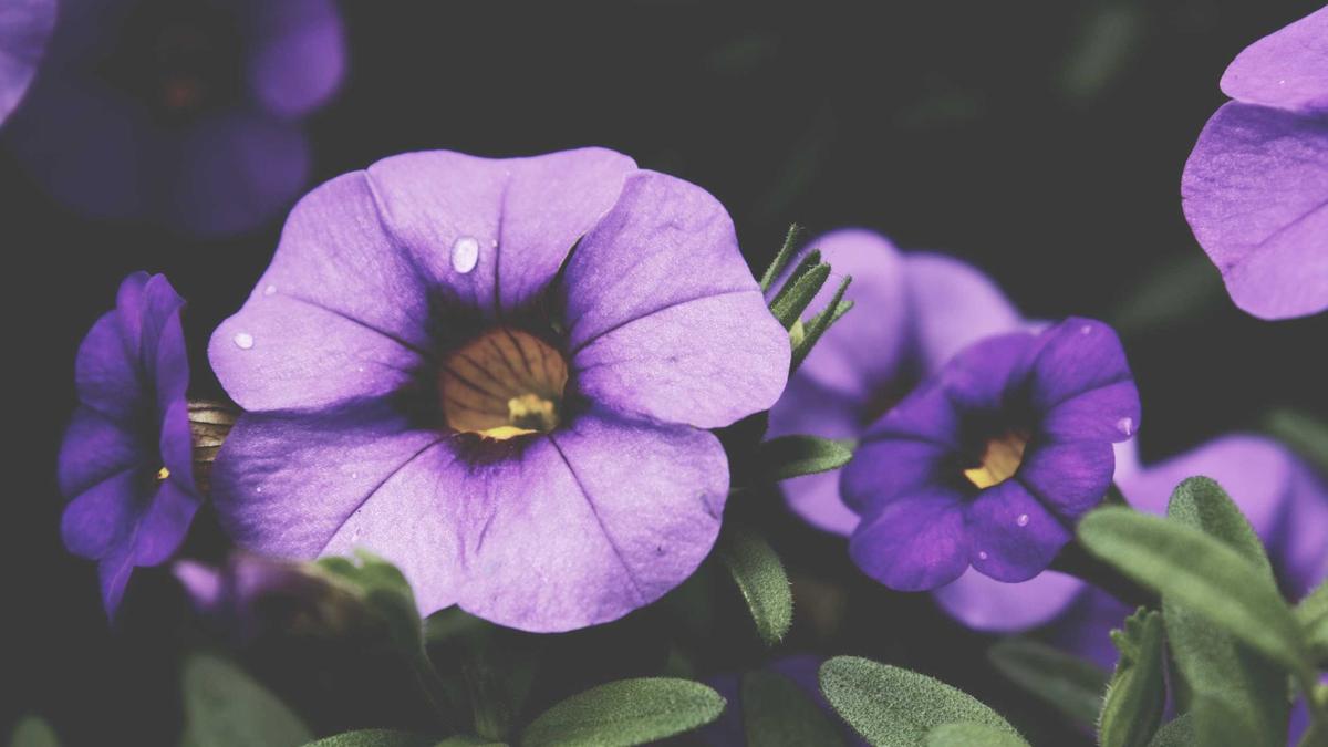 Gartenschere Welche Illustration zu Gartenschere Welche