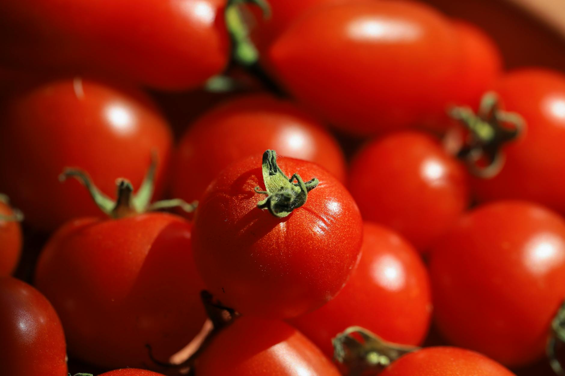 Detailansicht: Gartentipps Tomaten