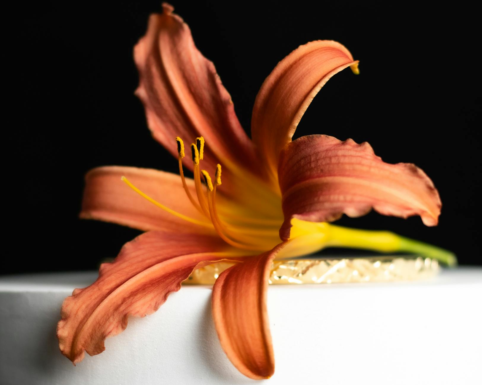 Georgina Fleur Detailansicht: Georgina Fleur