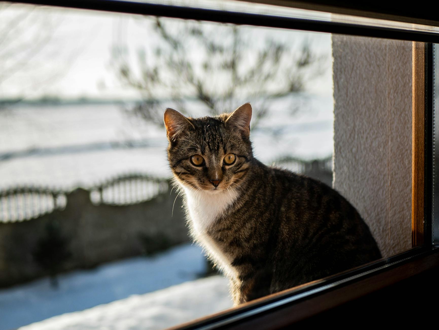 Gil Ofarim Dschungelcamp Illustration zu Gil Ofarim Dschungelcamp