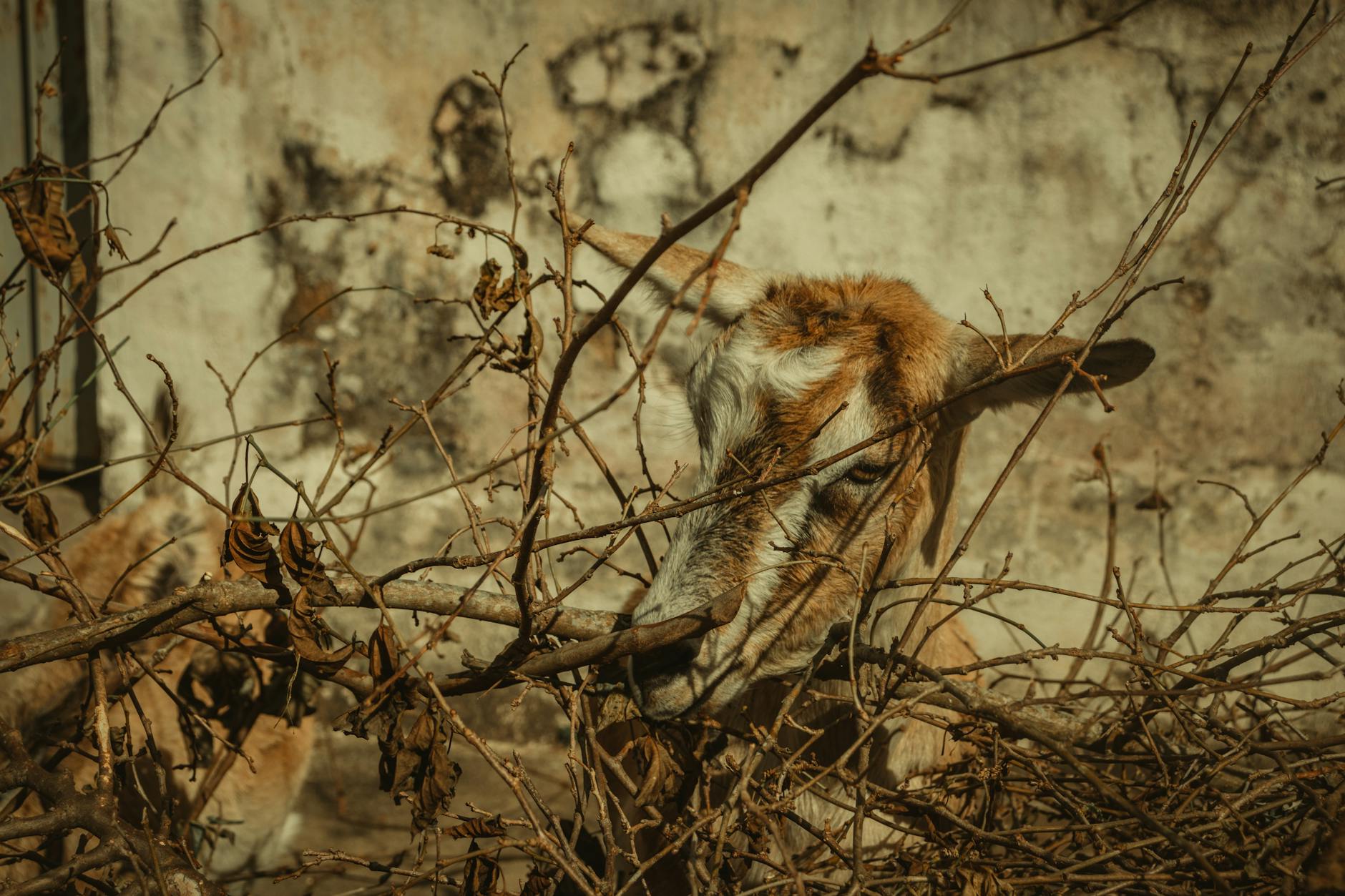 Goat Film Illustration zu Goat Film