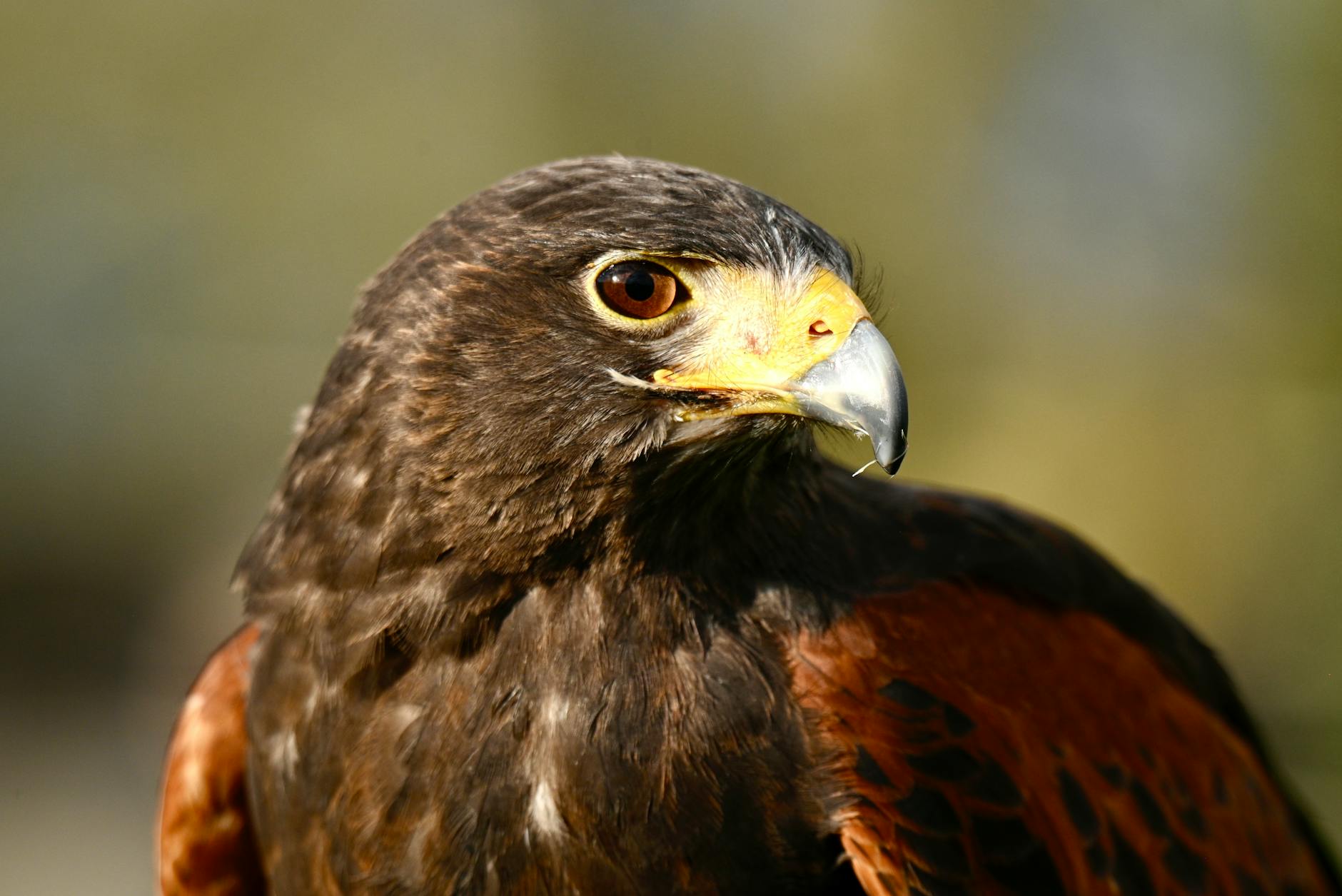 Detailansicht: Greifvogel Vergiftet