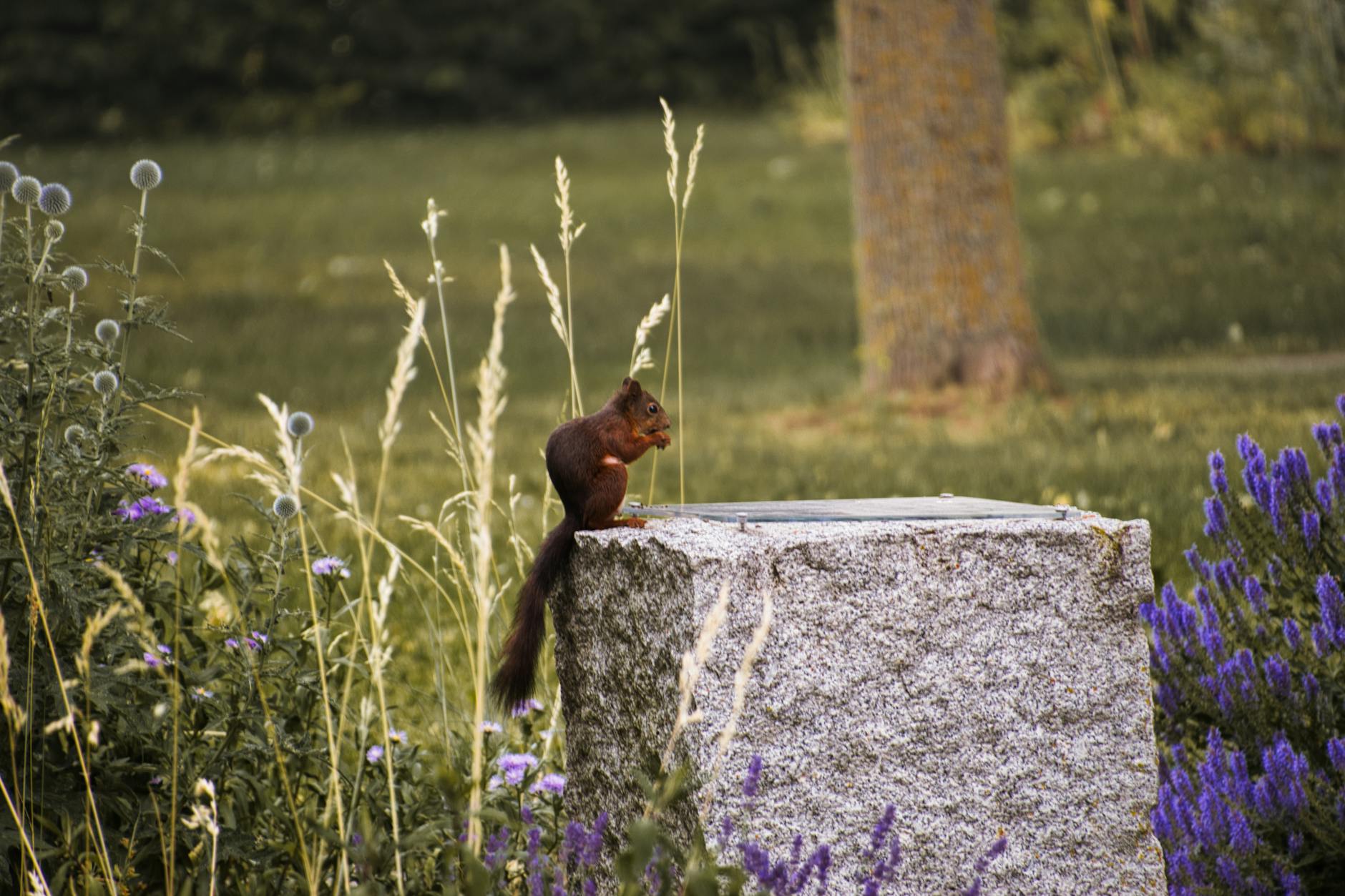 Illustration zu Heidenheim – Hoffenheim
